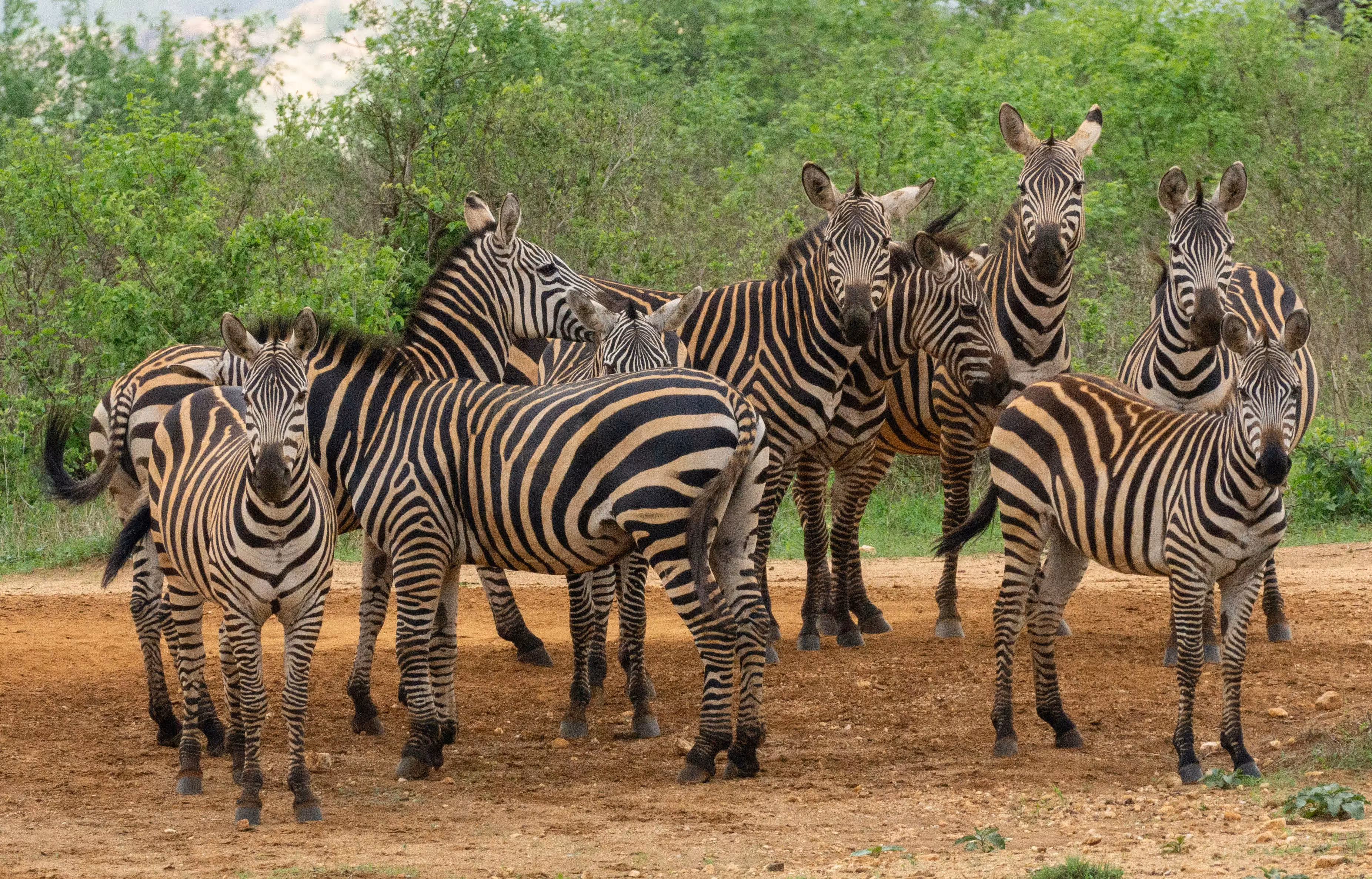 Safari Camps im Tsavo Ost Nationalpark