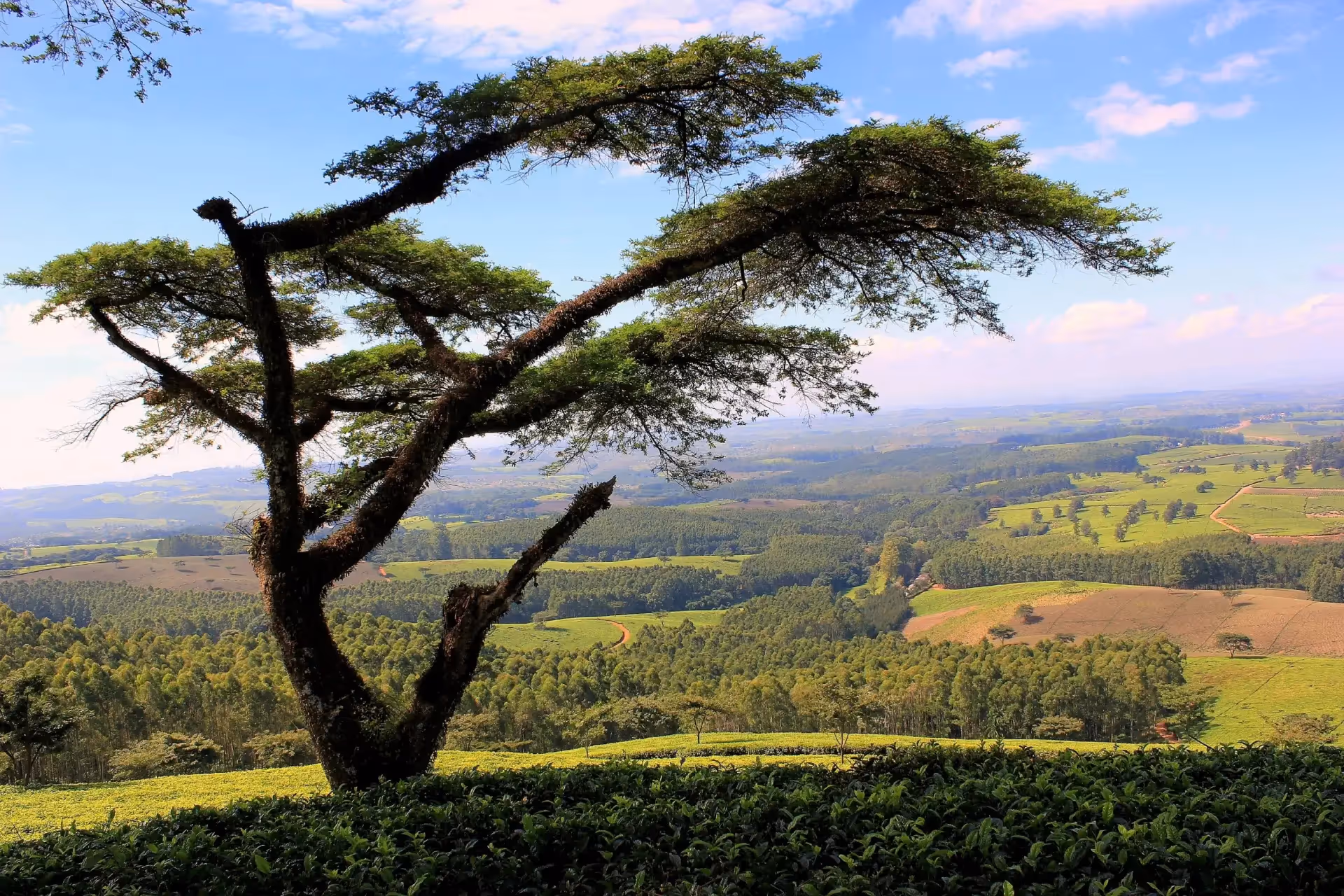 Nahaufnahme eines Baumes. Im Hintergrund sind die Weiten grüner Natur zu sehen
