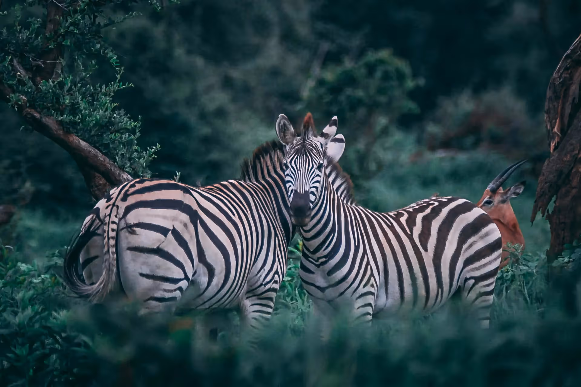 Blick auf zwei Zebras. Im Hintergrund ist eine Antilope zu sehen