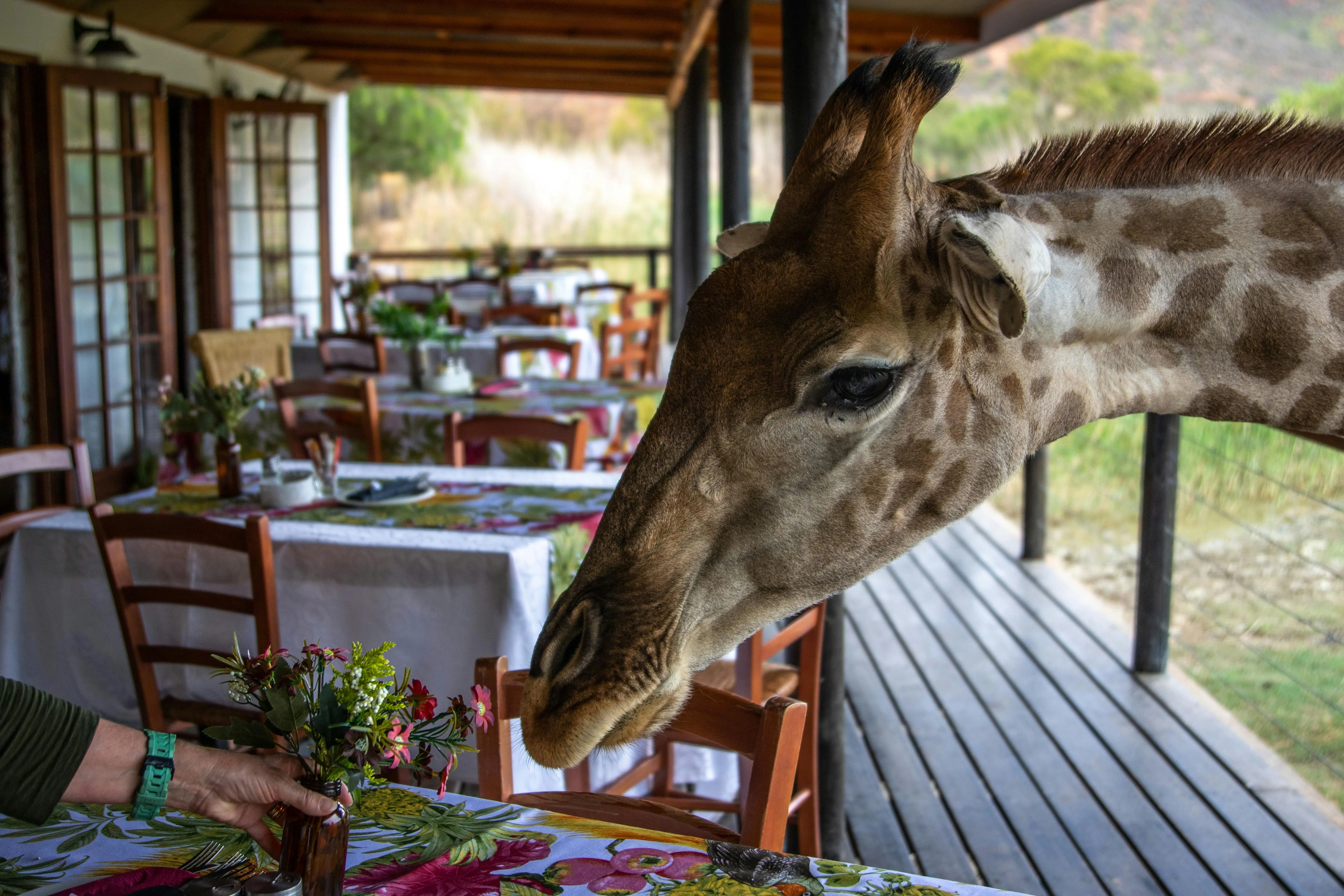 Die schönste Safari Lodge in Kenia: Top Unterkünfte