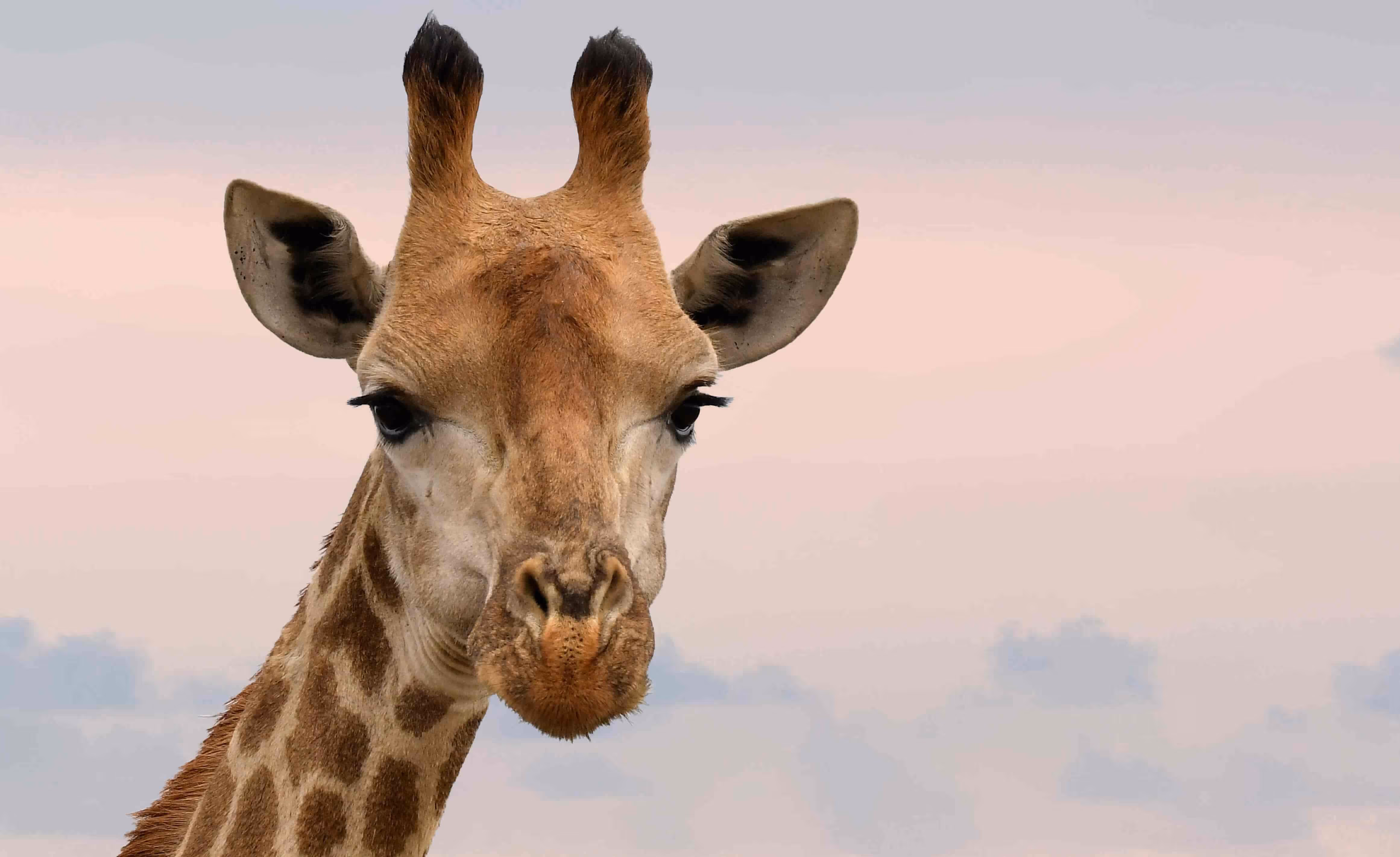 Nahaufnahme eines Giraffen Kopfes