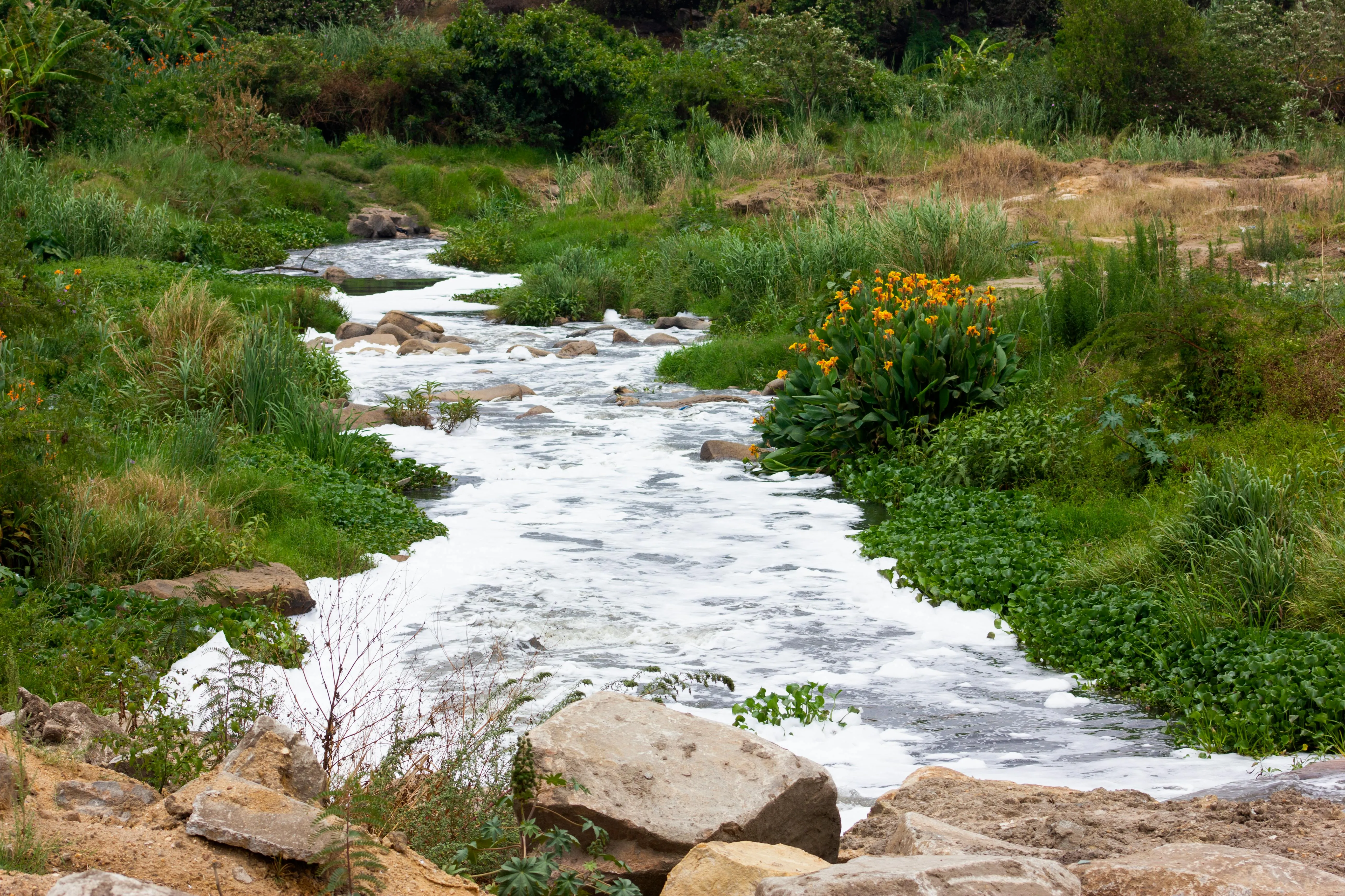 Ein Bach fliesst durch grünes Gras