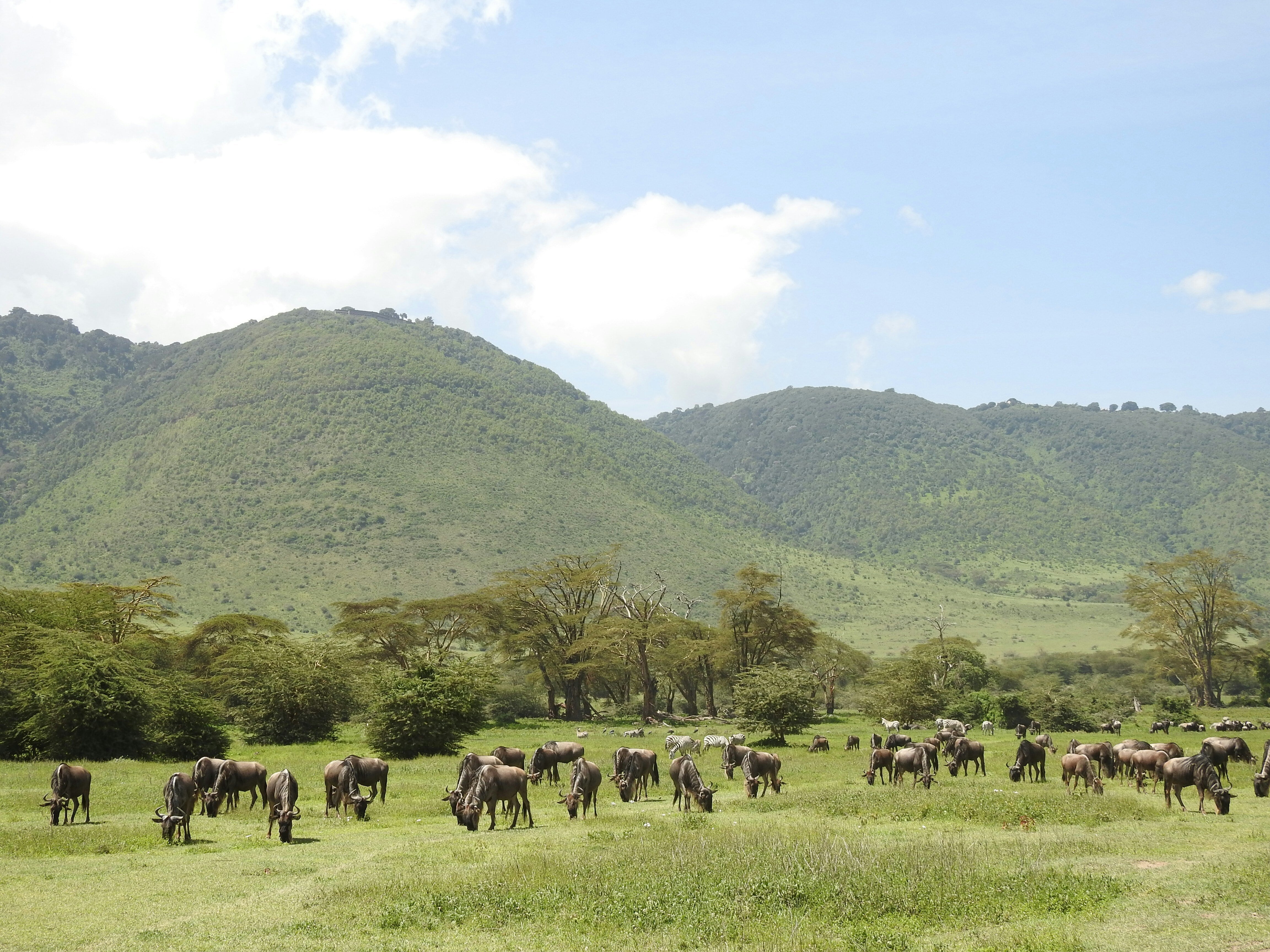 Gnus auf einer Wiese