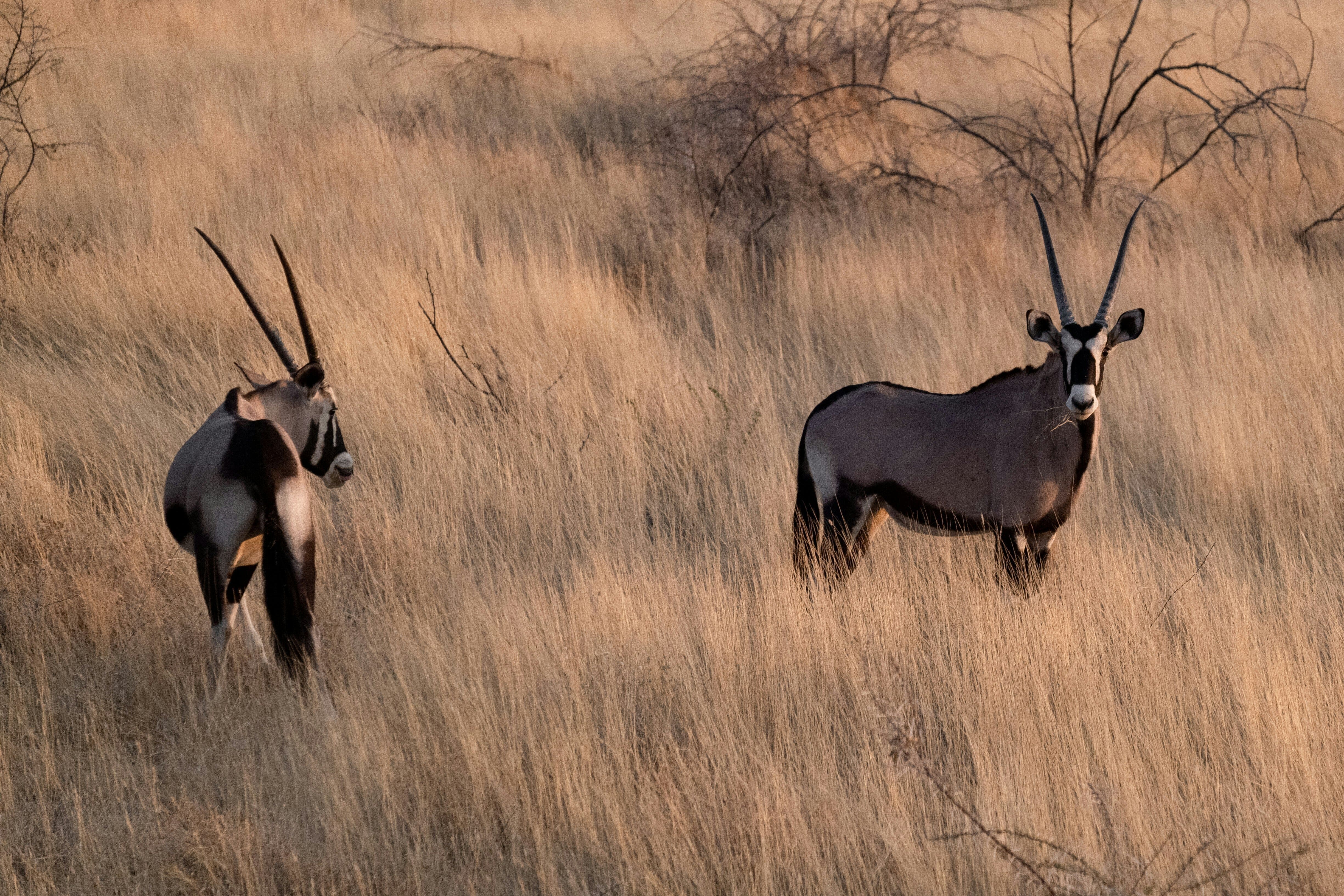 Zwei Oryxantilopen