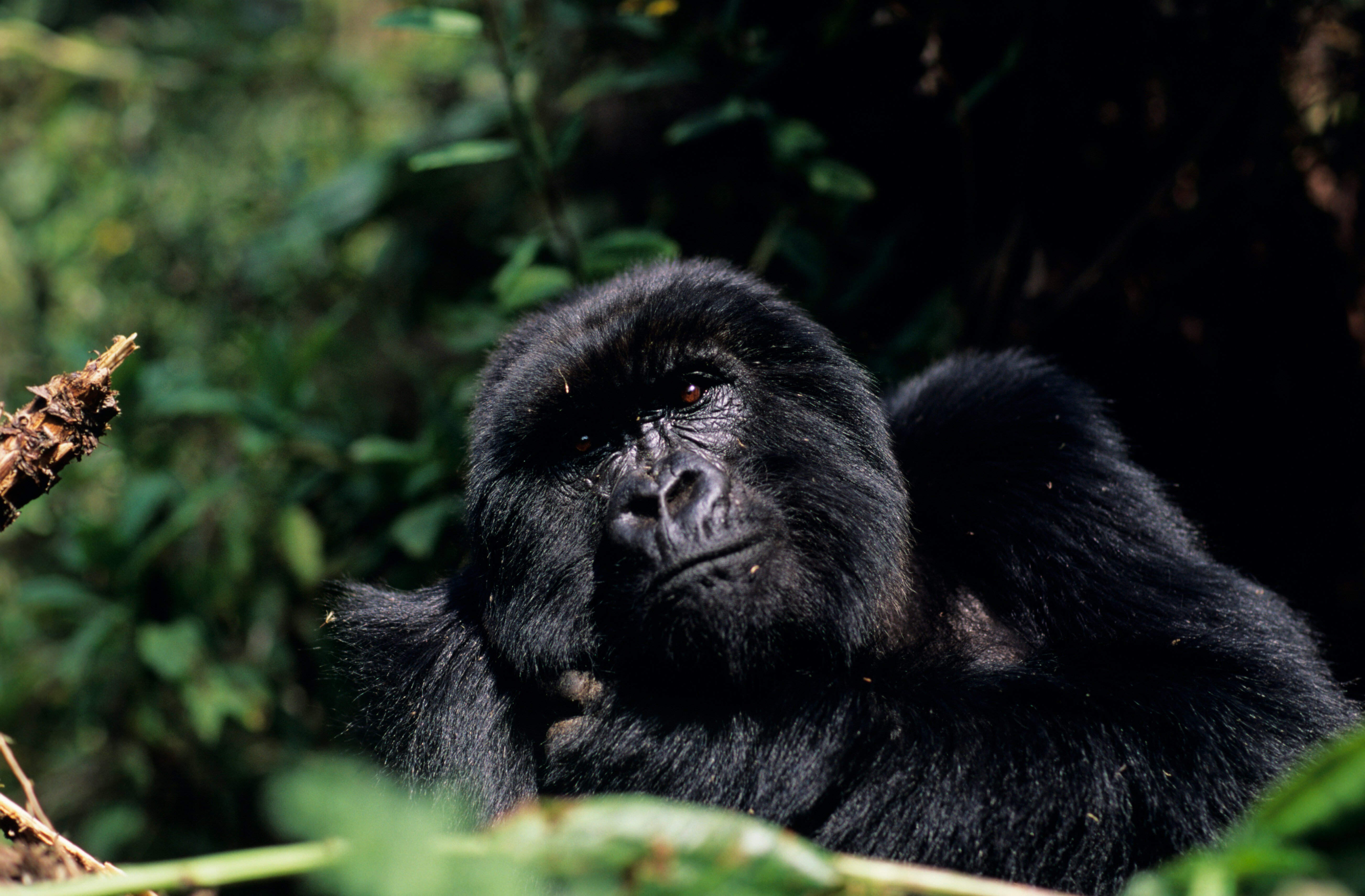 Ein Gorilla im Wald