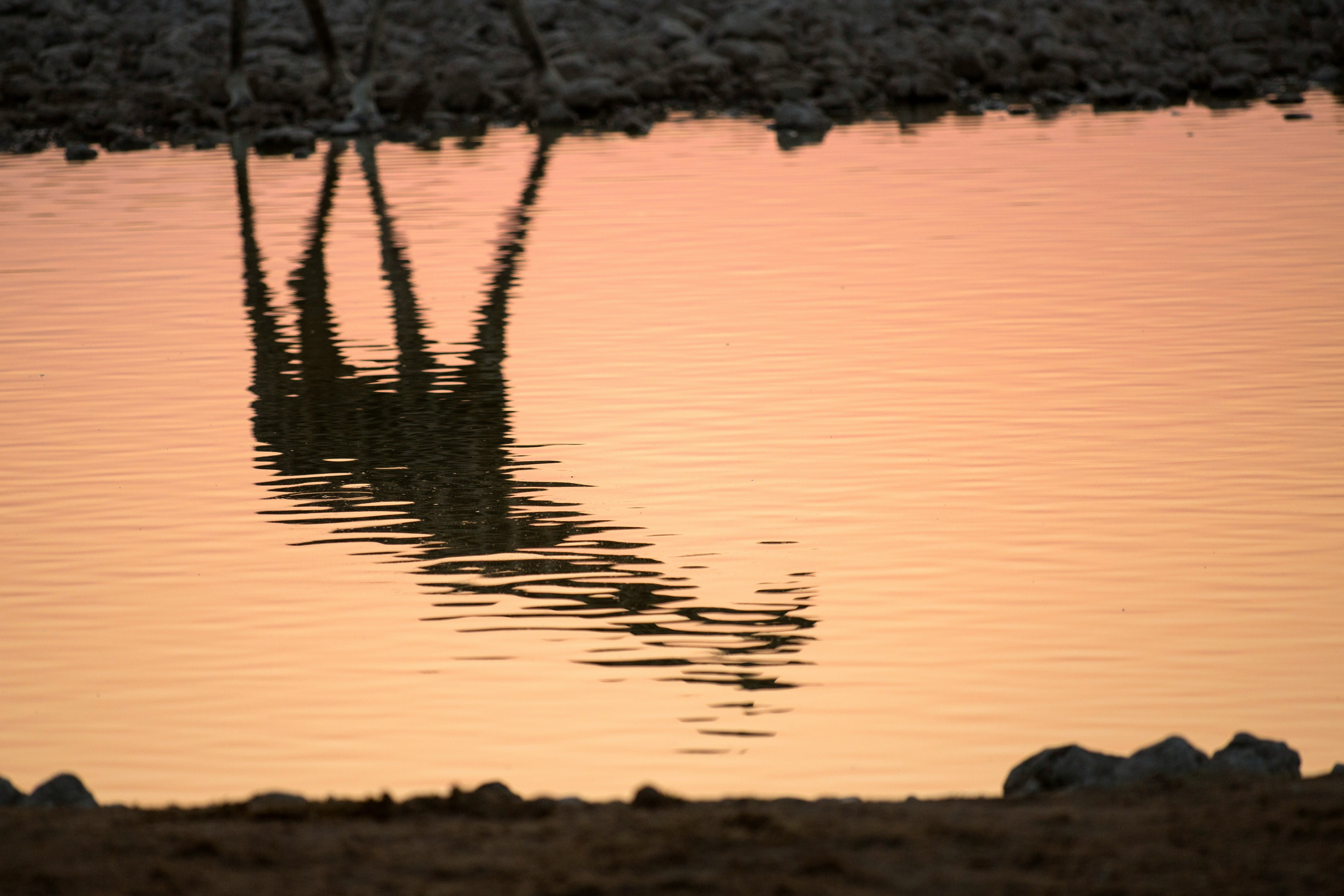 Eine Giraffe die sich im Wasser spiegelt