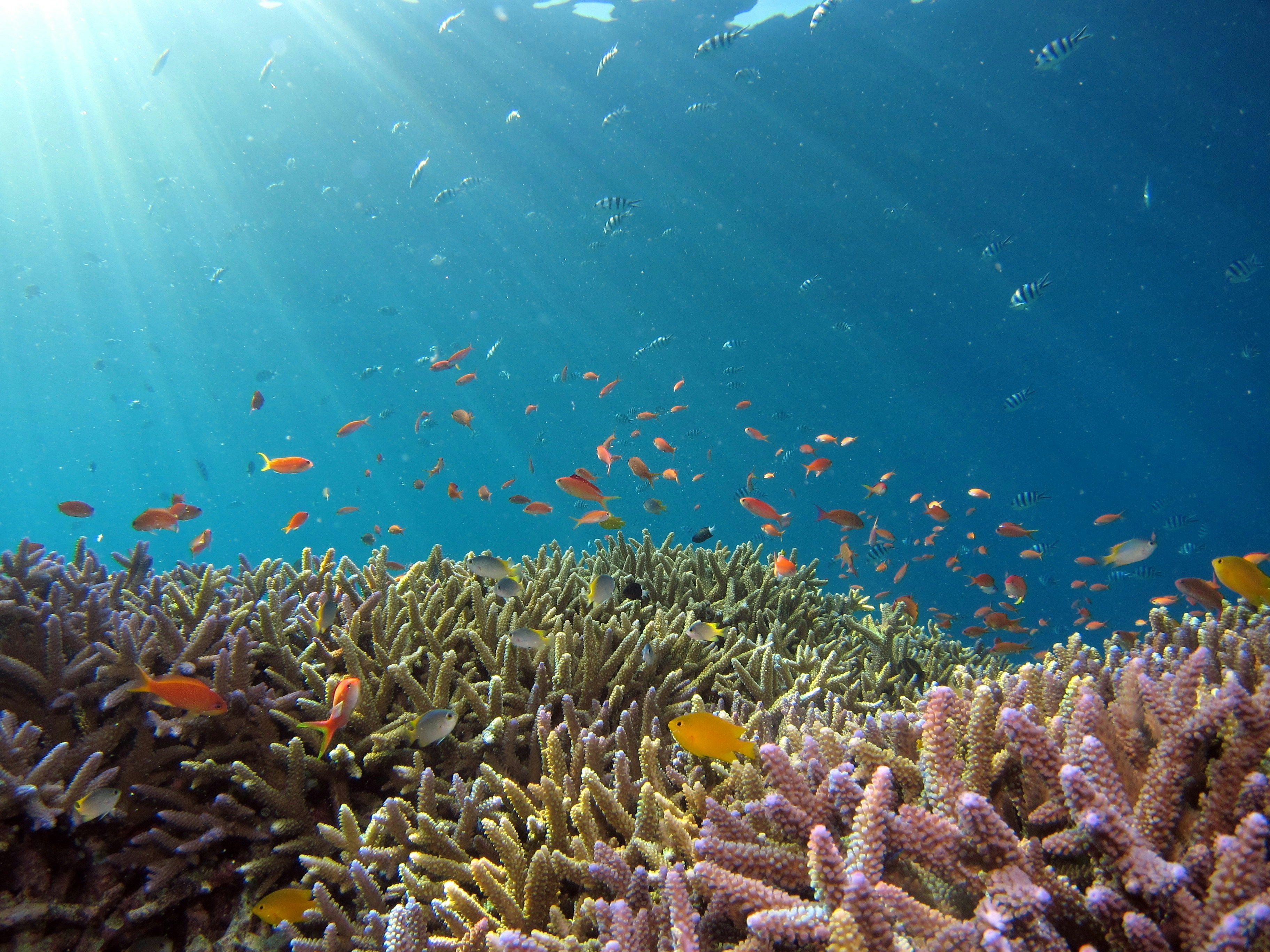 Korallen und verschiedene Fische