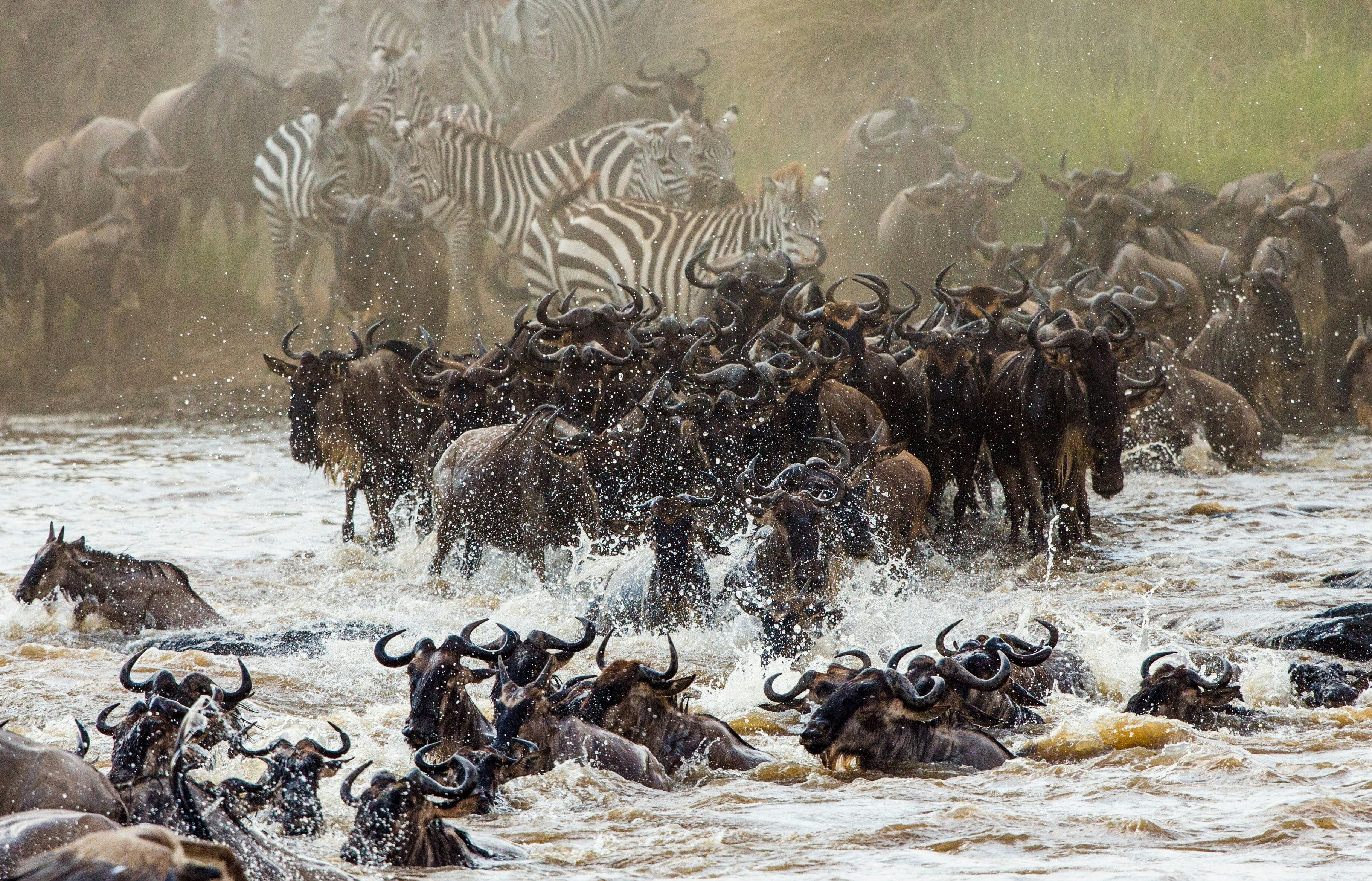 Eine Gnu Herde durchquert einen Fluss. Im Hintergrund sind Zebas zu sehen