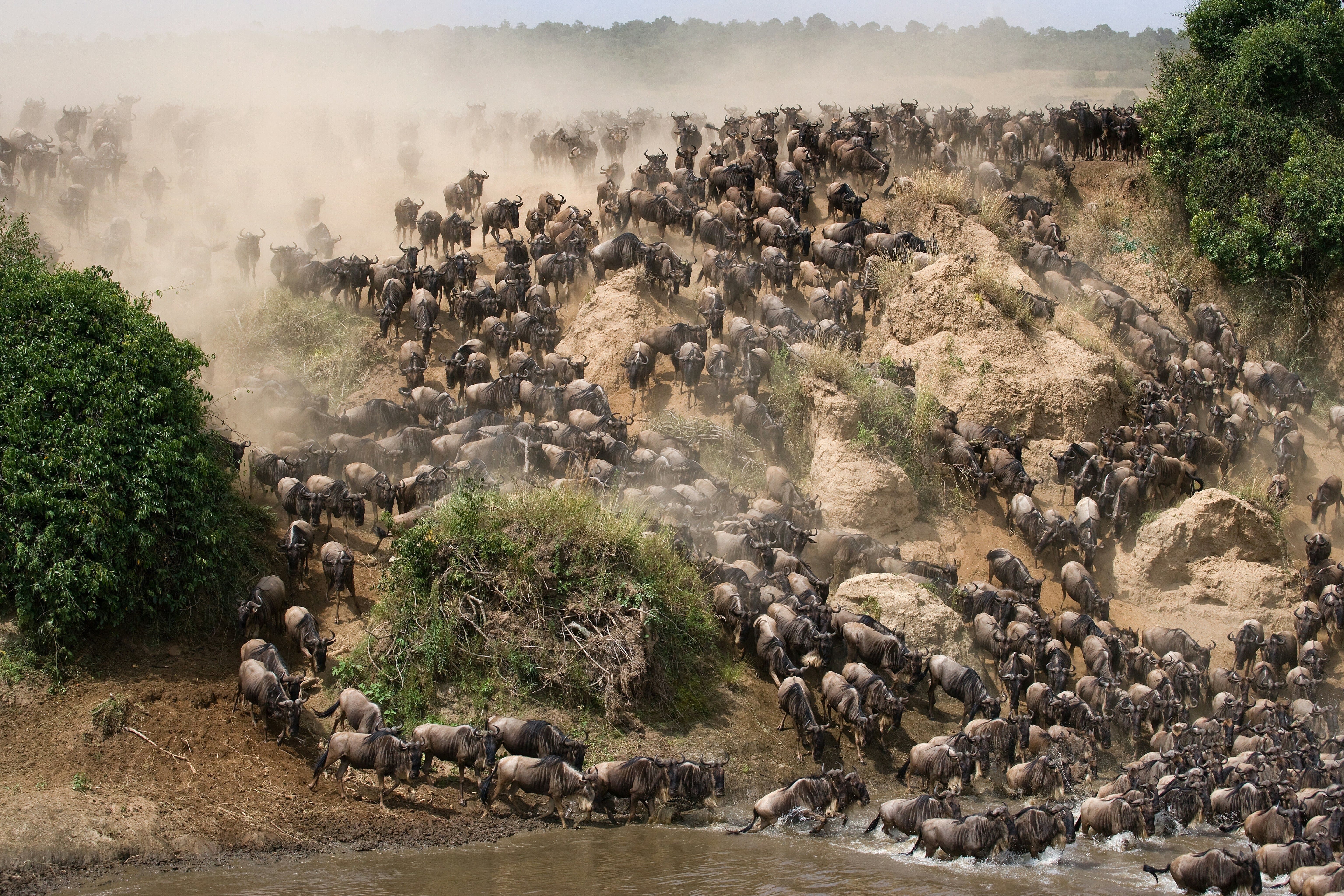 Eine Gnu Herde, die einen Berg herunter läuft und dabei Sand und Staub aufwirbelt