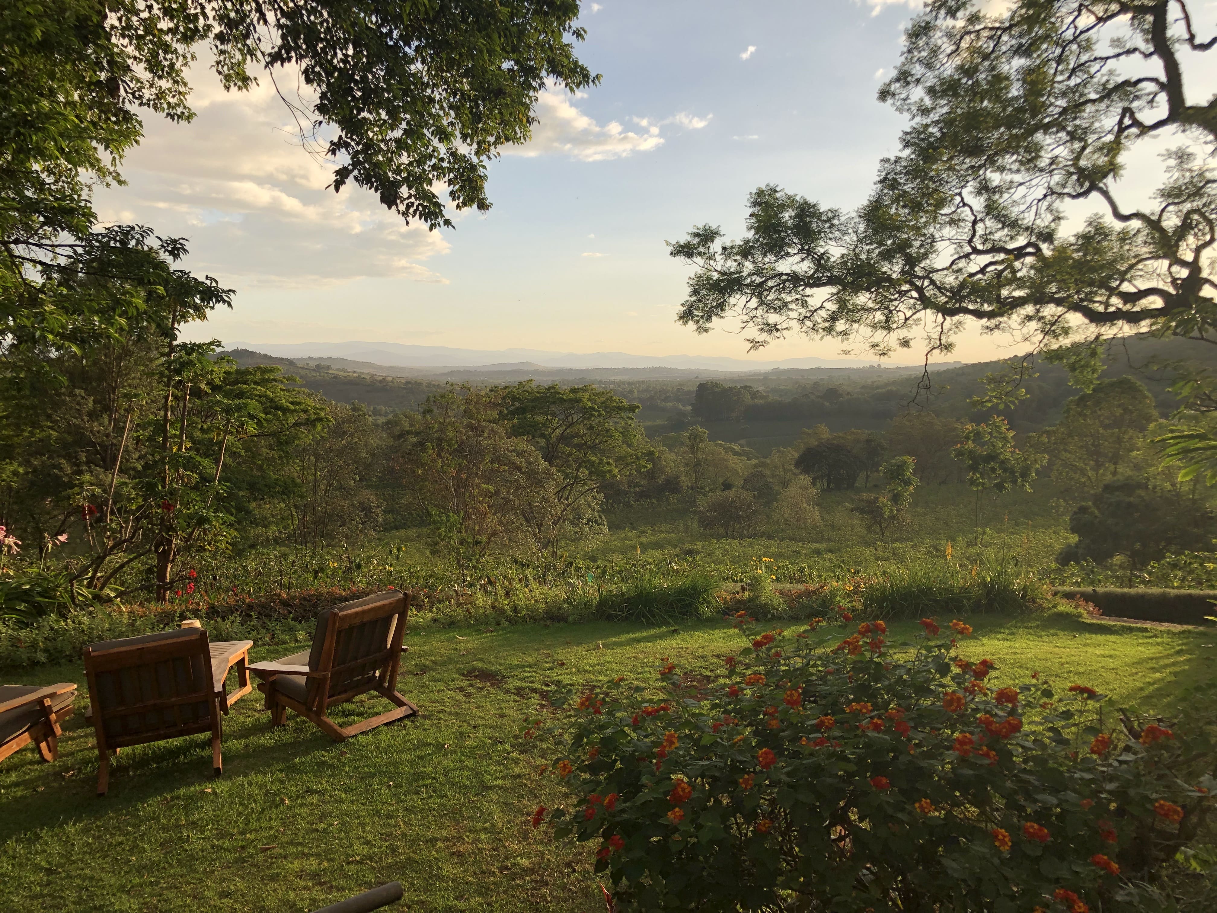 Blick in einen Garten, vor einem Wald. In dem Garten stehen Sitzgelegenheiten