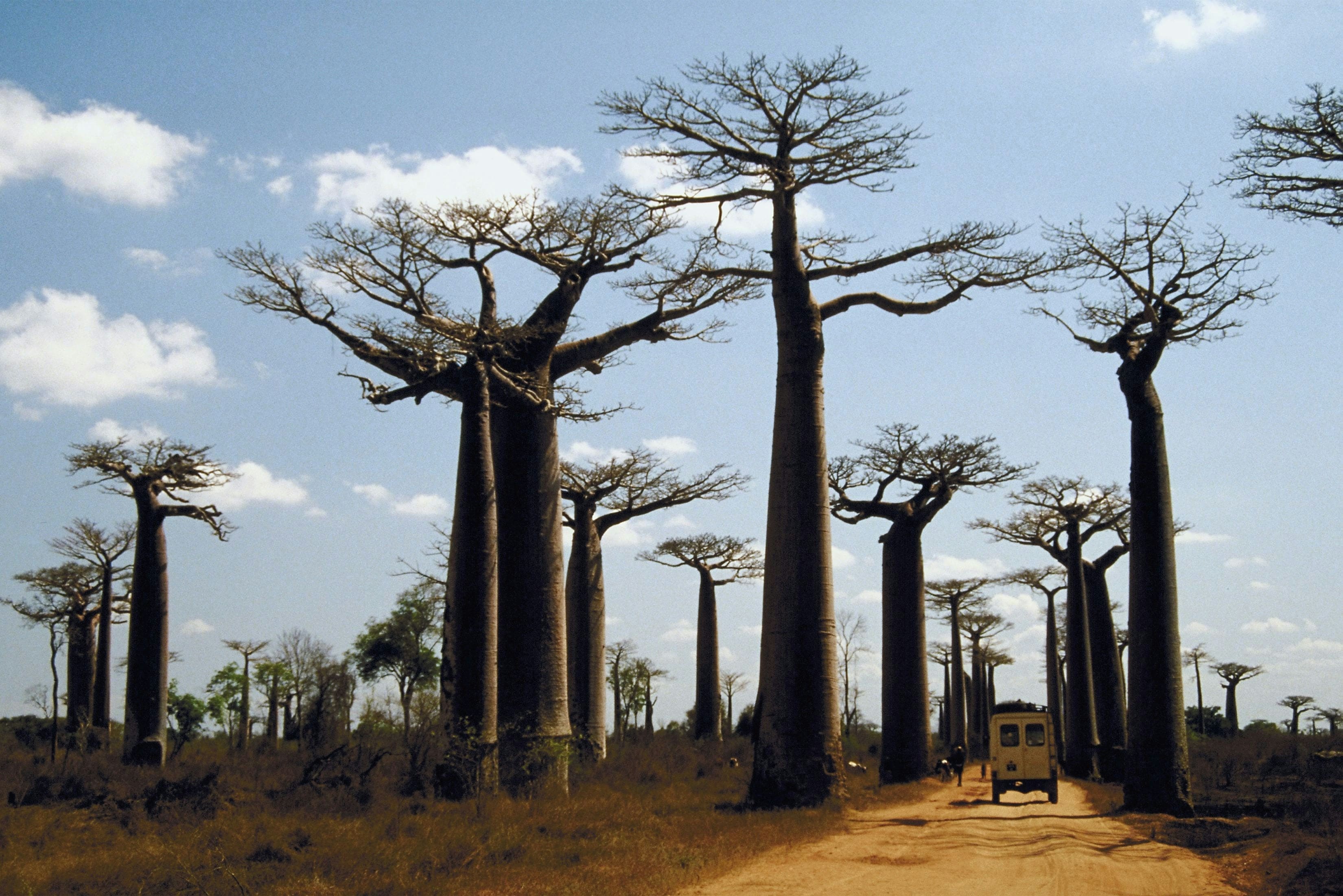 Hochgewachsene Baobabbäume, durch die eine Strasse führt, auf dem ein Fahrzeug fährt.