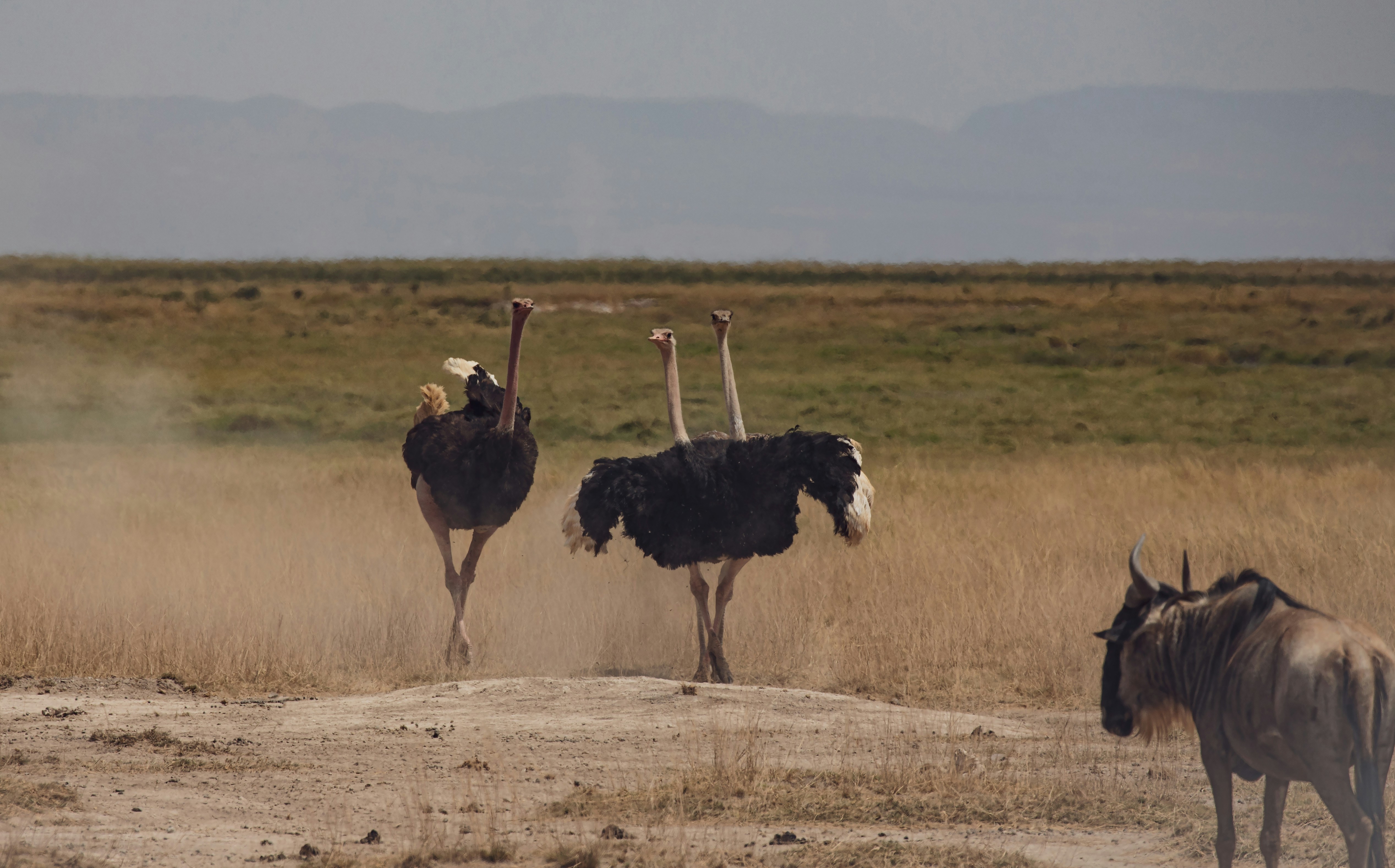Strauße vor einem Gnu