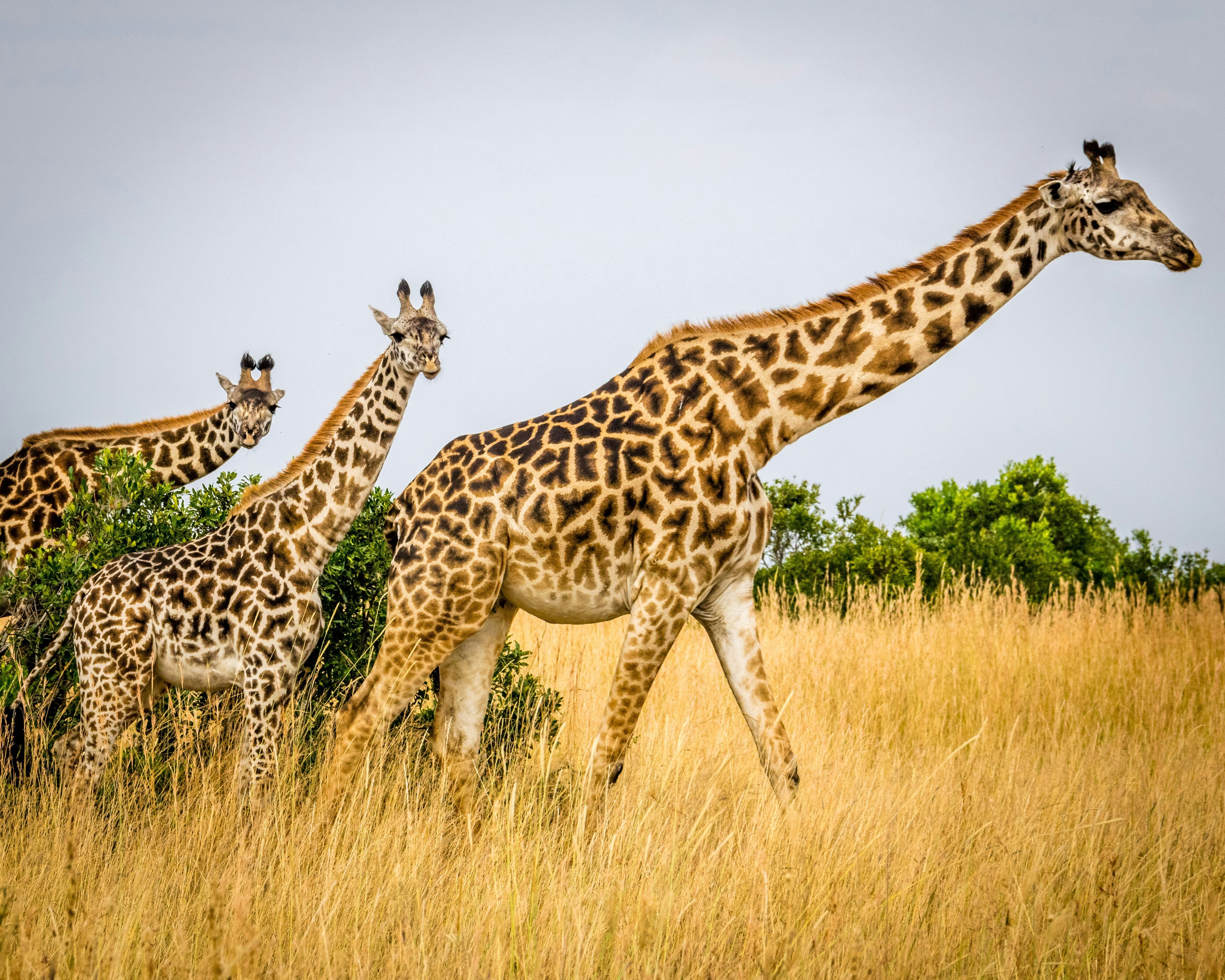 3 Giraffen in der Serengeti