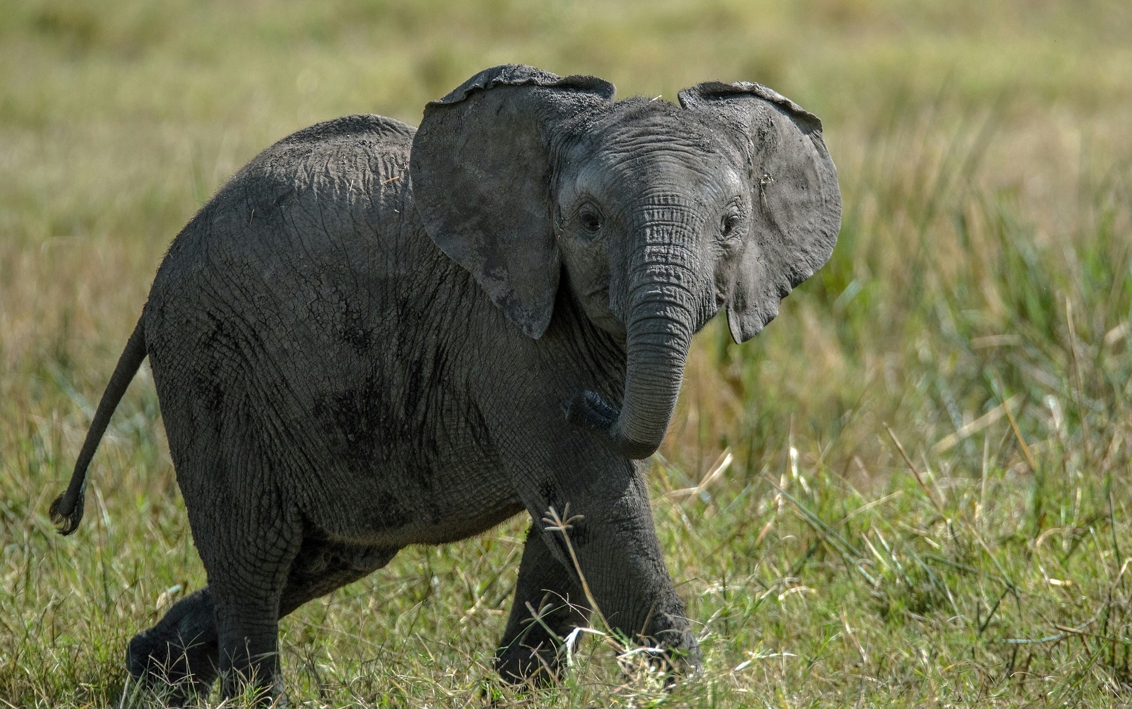 Ein Baby Elefant