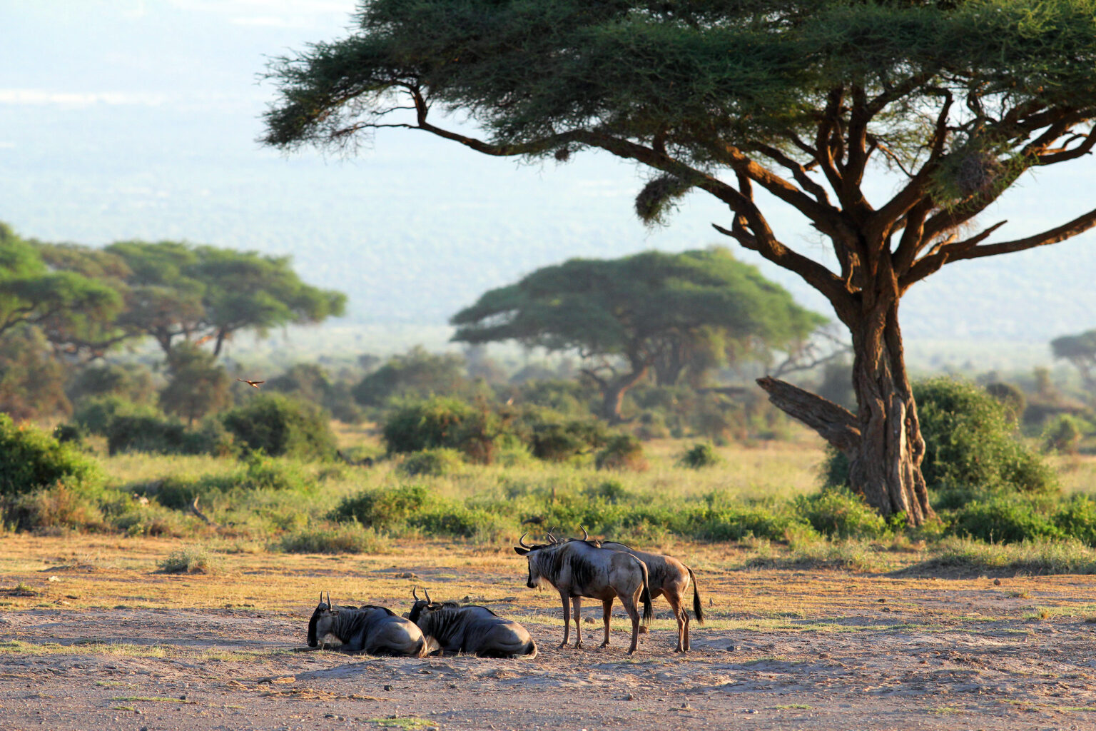 Vier Gnus vor einem Baum