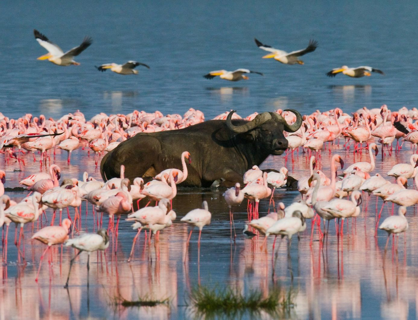 Ein Gnu umringt von Flamingos und Vögeln im Wasser