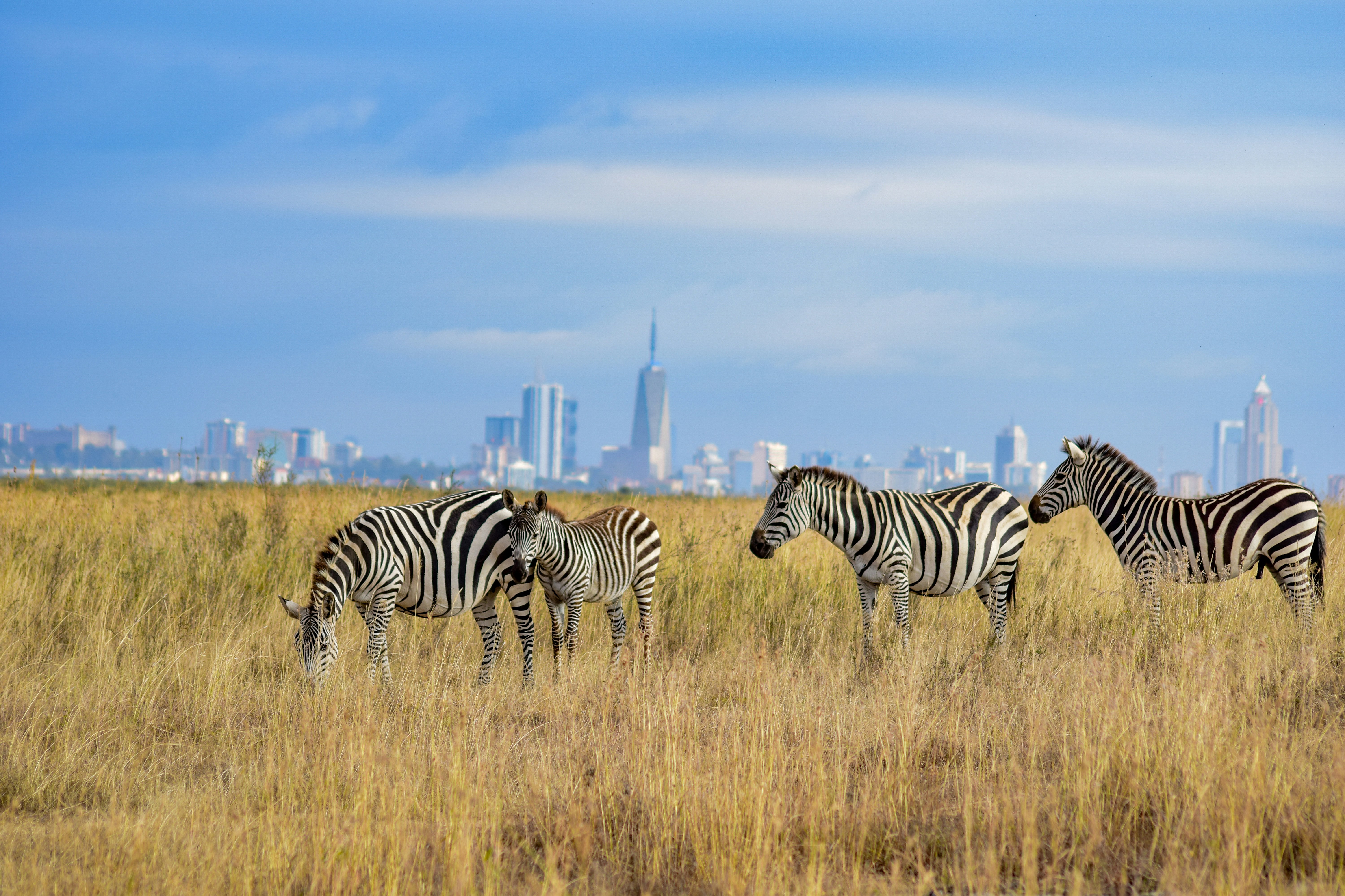 Zebras vor der Skyline Narobis