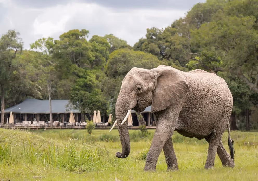 Ein afrikanischer Elefant im Grünen. Im Hintergrund ist ein Zelt zu sehen