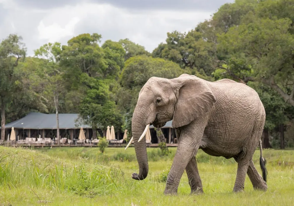 Ein afrikanischer Elefant im Grünen. Im Hintergrund ist ein Zelt zu sehen