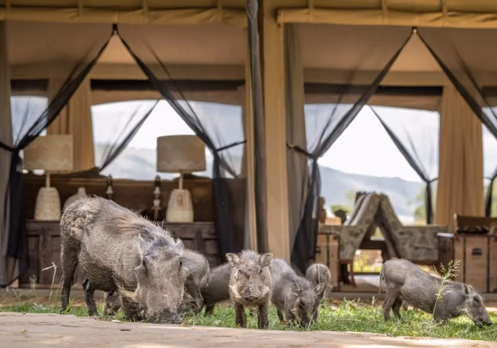 Wildschweine grasen vor einem Zelt