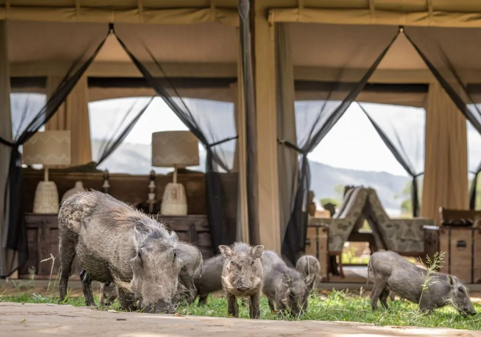 Wildschweine grasen vor einem Zelt
