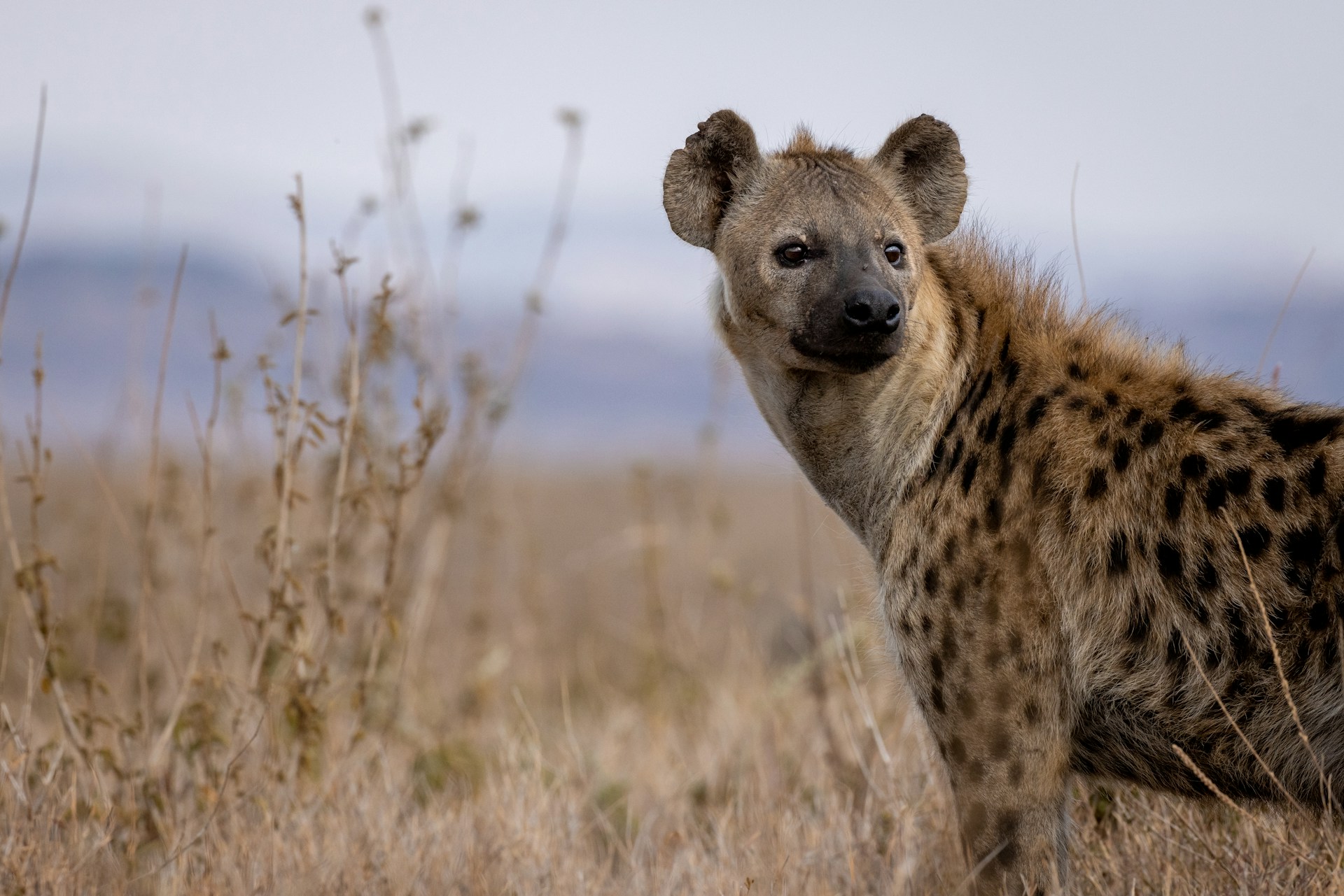 Nahaufnahme einer Hyäne in der Steppe