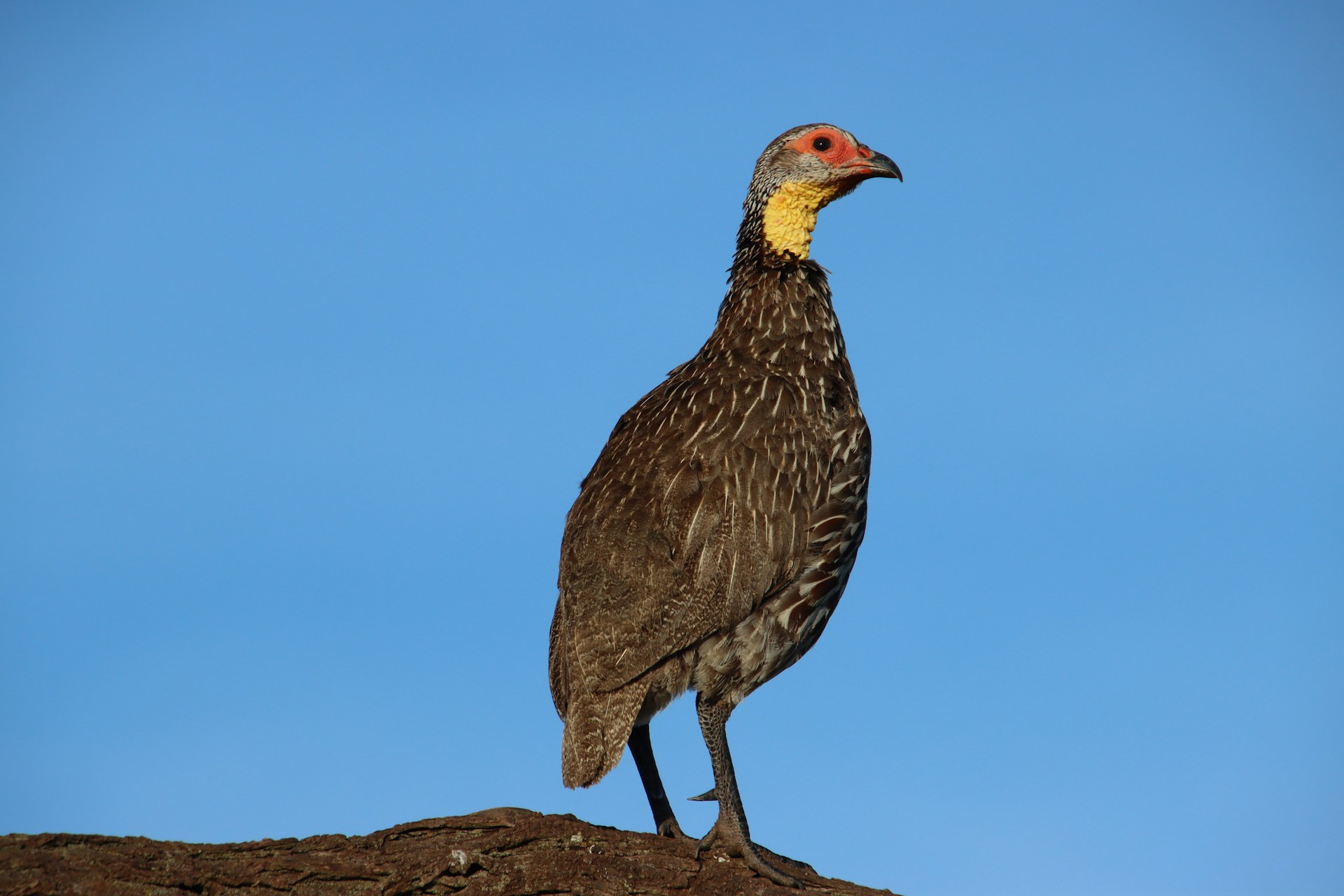 Nahaufnahme eines Vogels