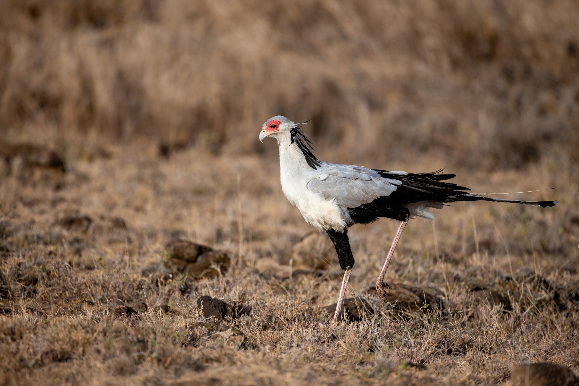 Nahaufnahme eines Vogels, der im trockenen Gras steht 