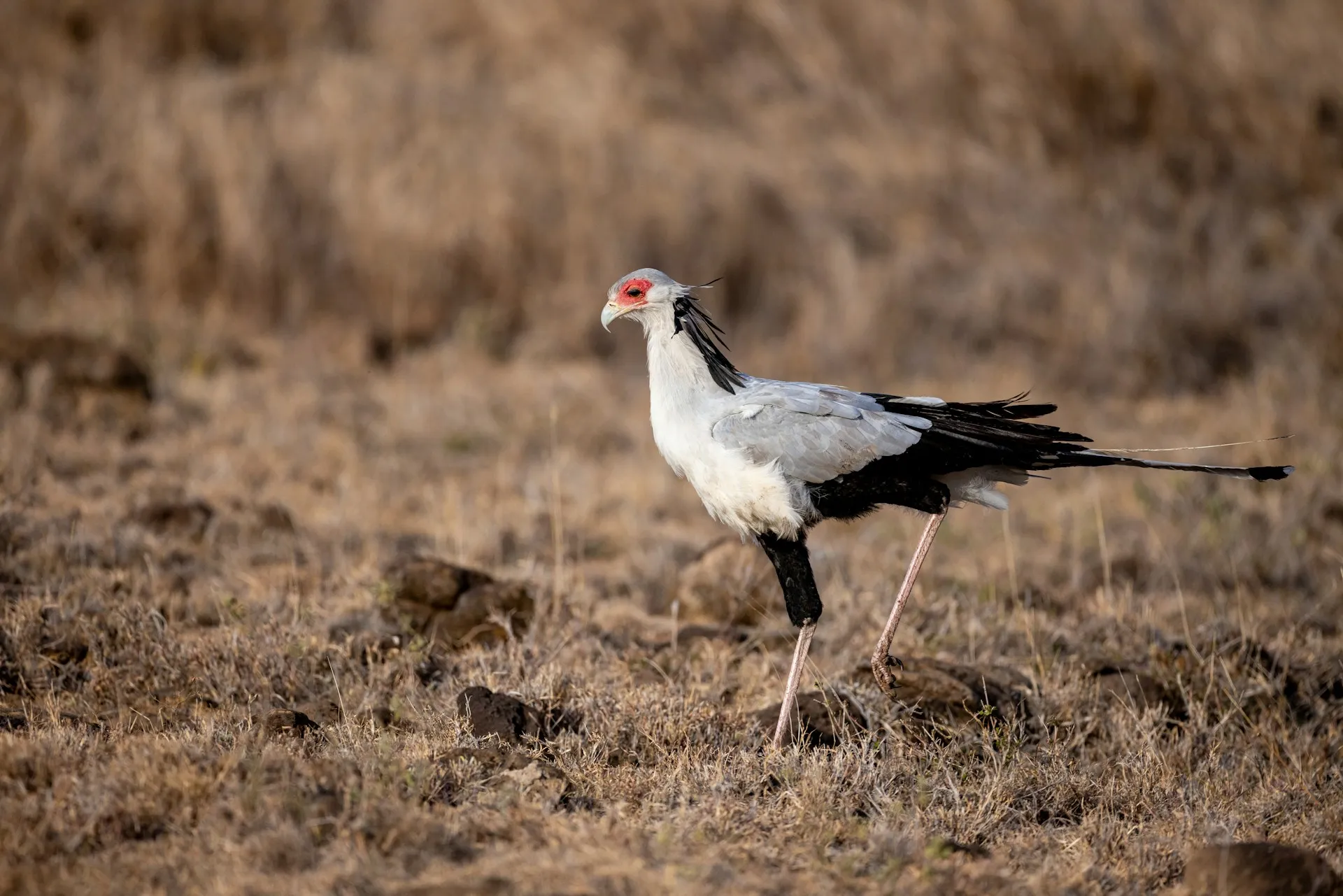 Nahaufnahme eines Vogels, der im trockenen Gras steht