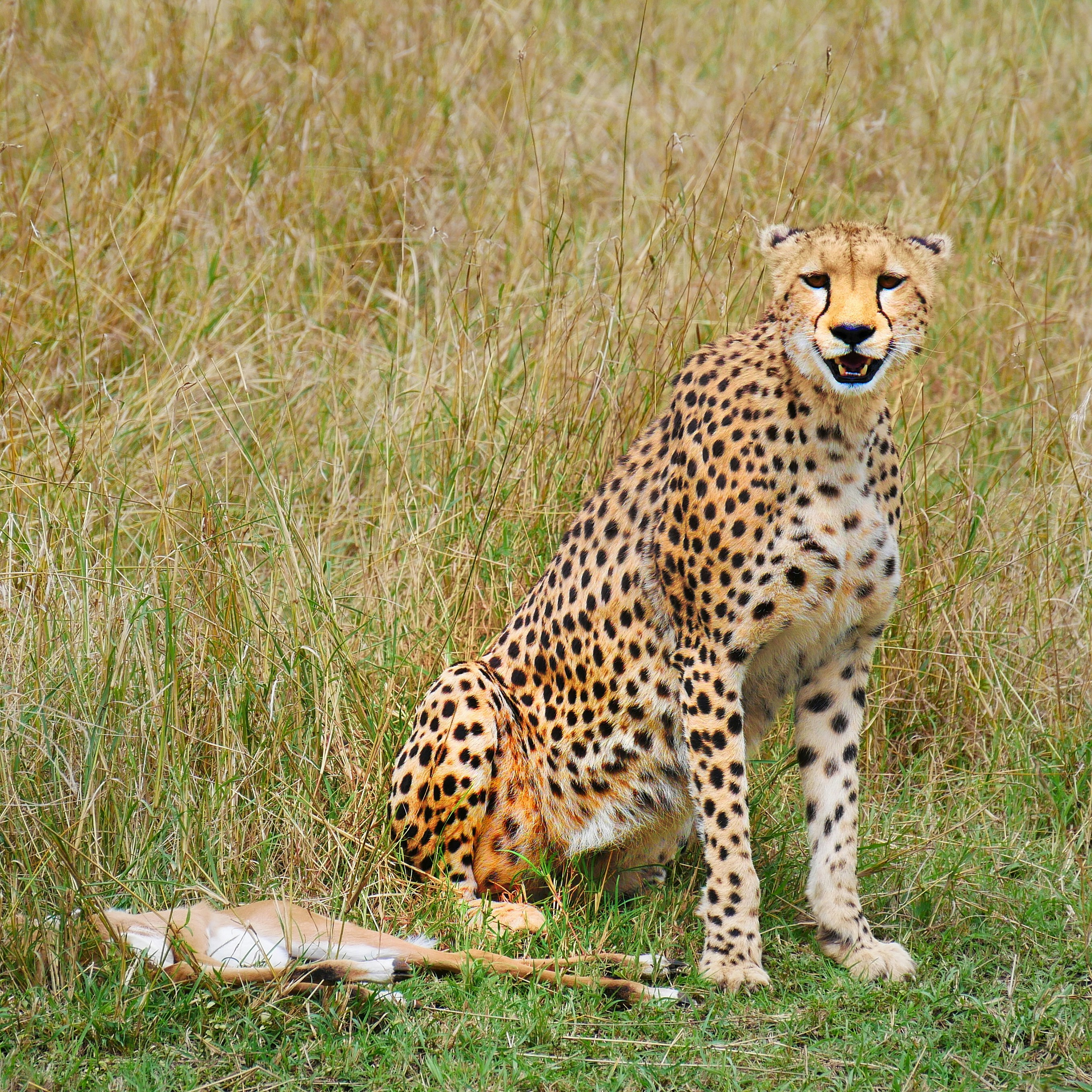 Ein Gepard sitzt im Busch