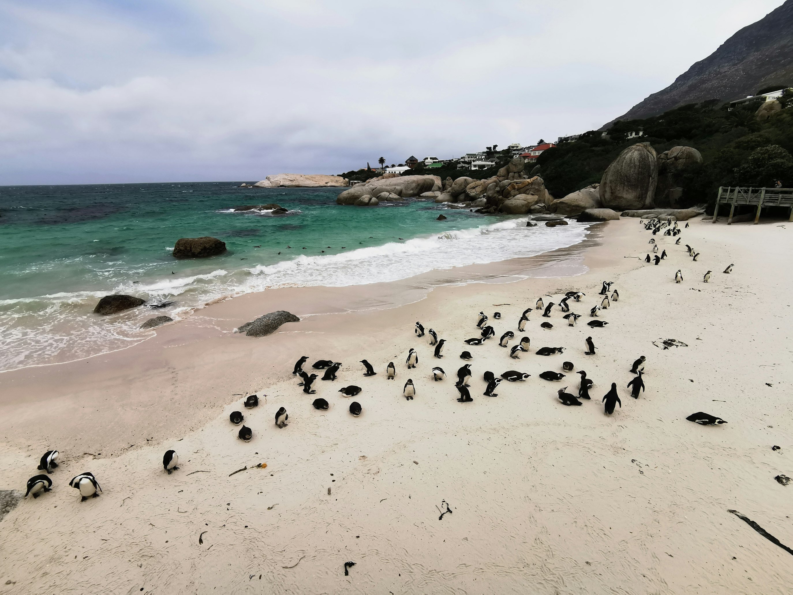 Eine Gruppe von Pinguinen, die sich an einem Strand befinden.