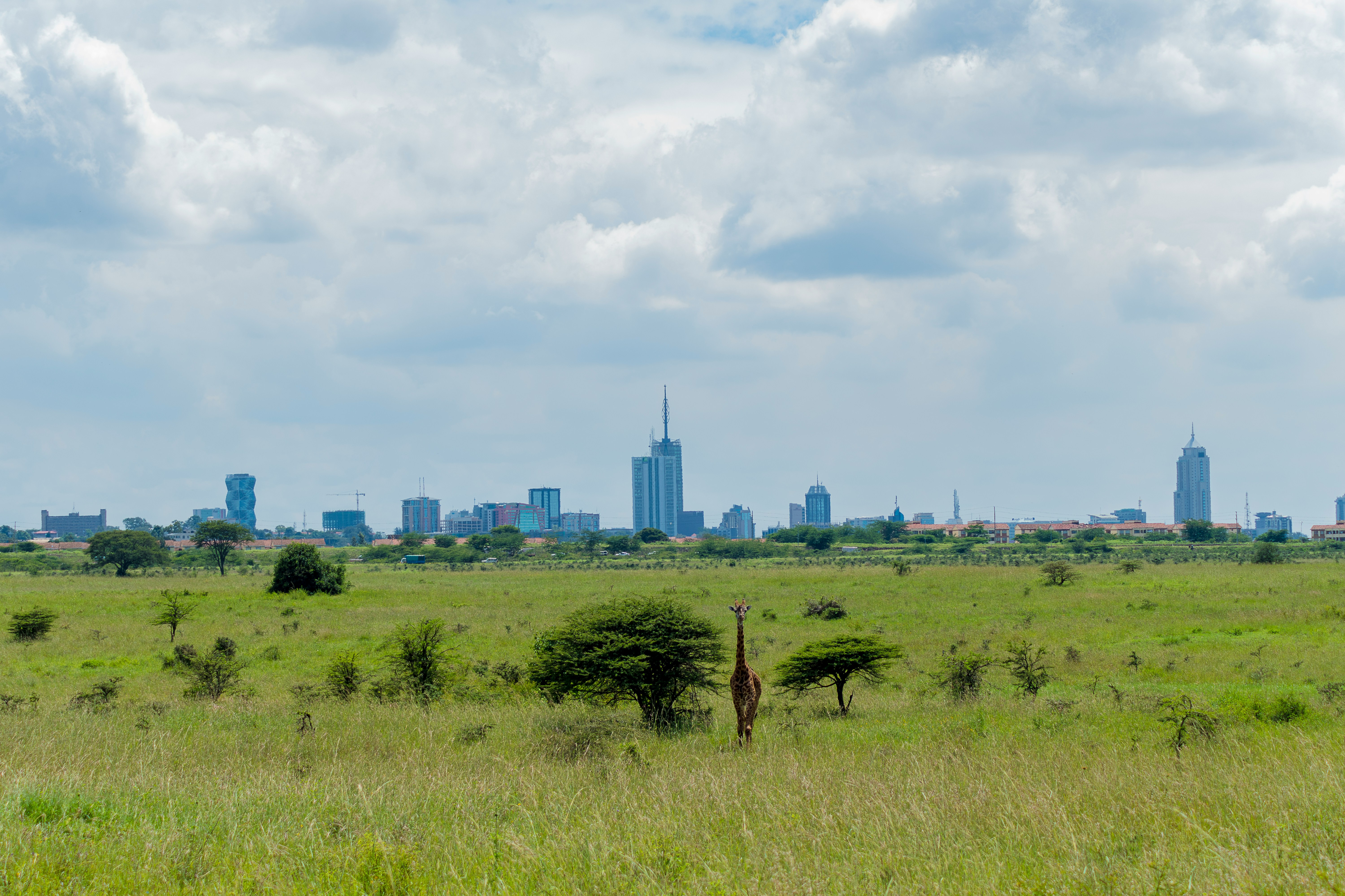 Blick auf eine Giraffe, die vor der Skyline Nairobis steht