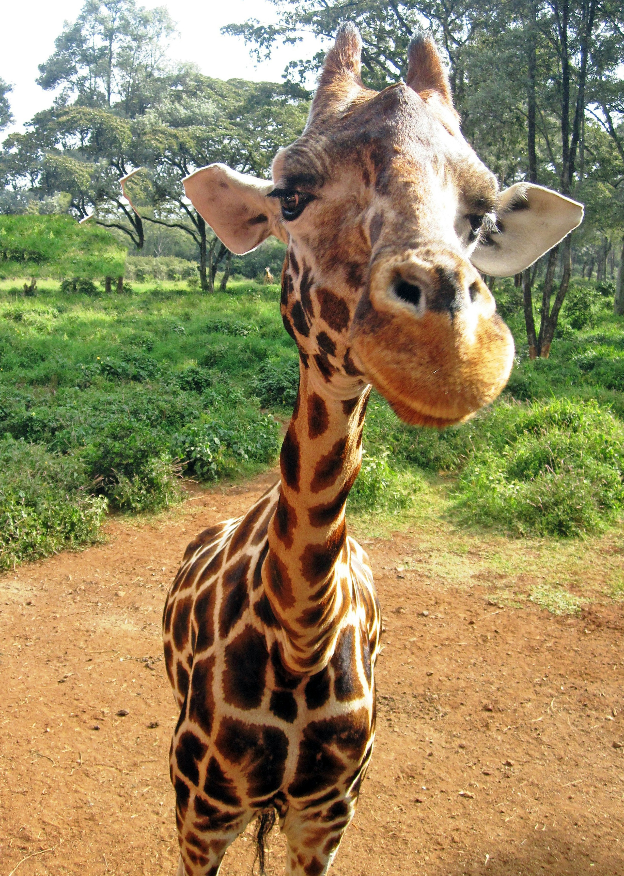 Nahaufnahme einer Giraffe, die direkt in die Kamera blickt.
