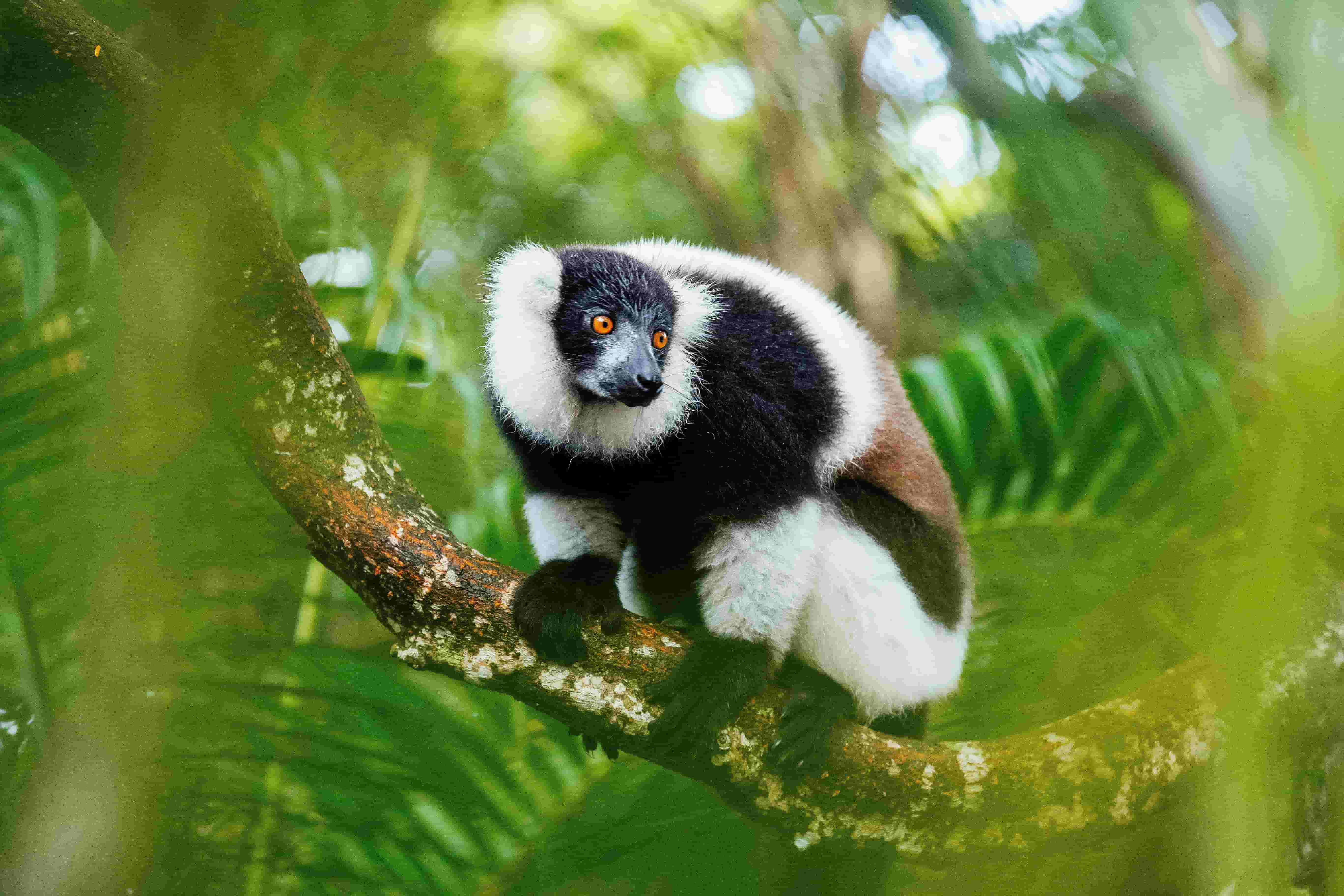 Madagaskar Sehenswürdigkeiten: Unsere Top 10 schönsten Reiseziele