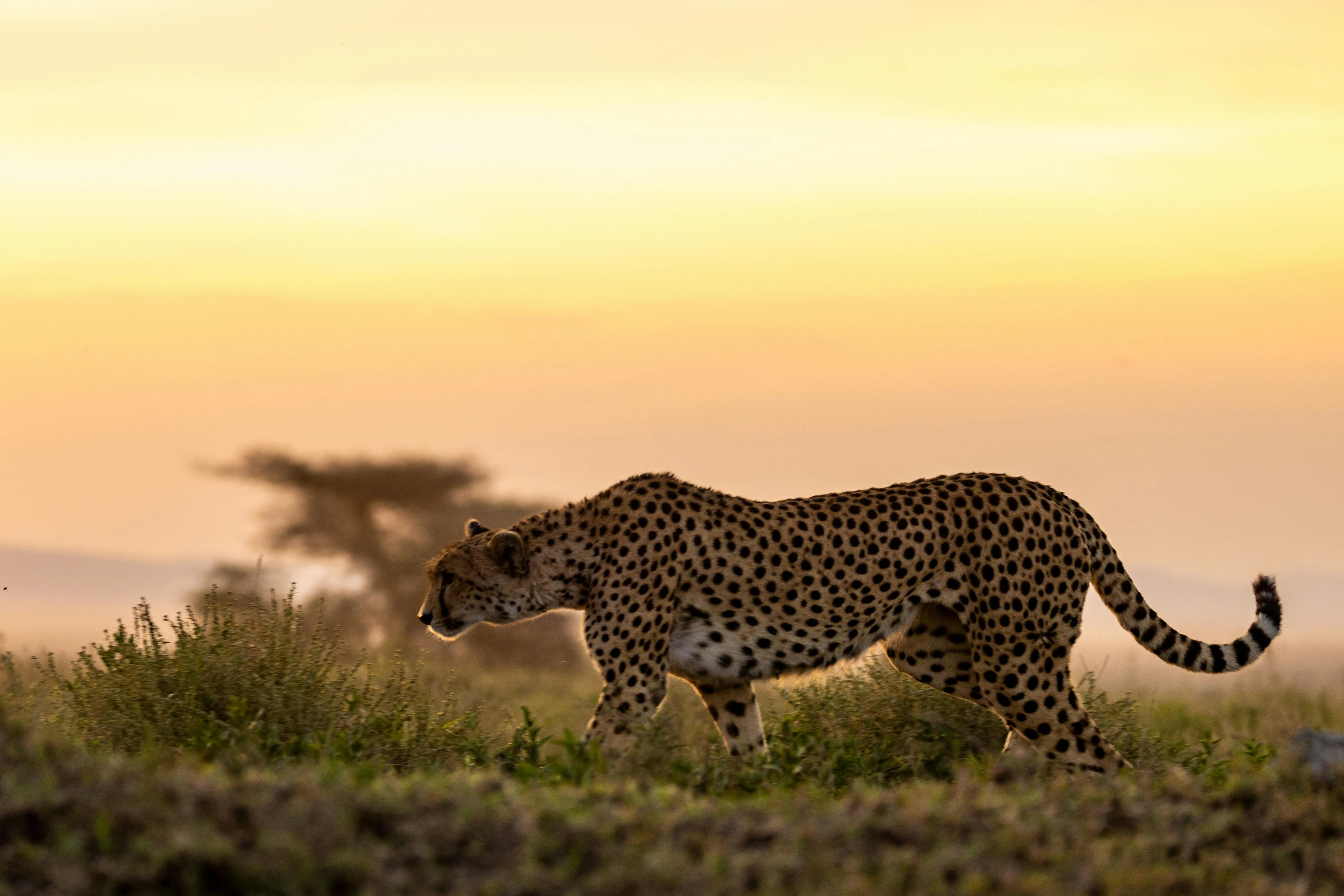Ein Gepard bei Sonnenuntergang