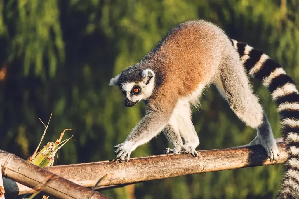 Madagaskar Urlaub Erfahrungen: Vier persönliche Reiseberichte & Tipps