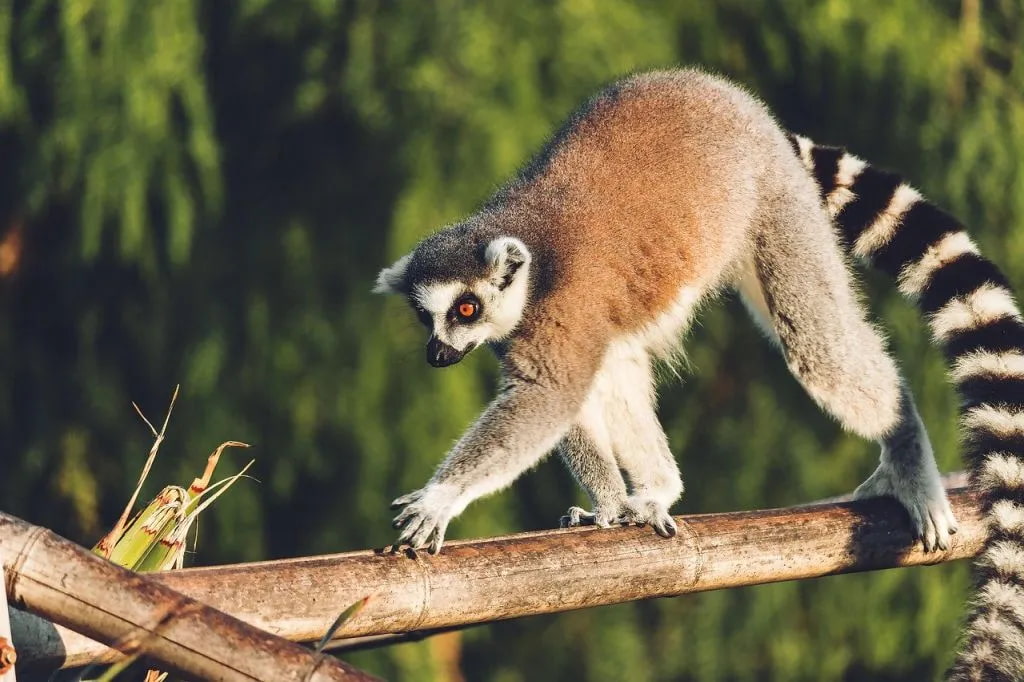 Madagaskar Urlaub Erfahrungen: Vier persönliche Reiseberichte & Tipps