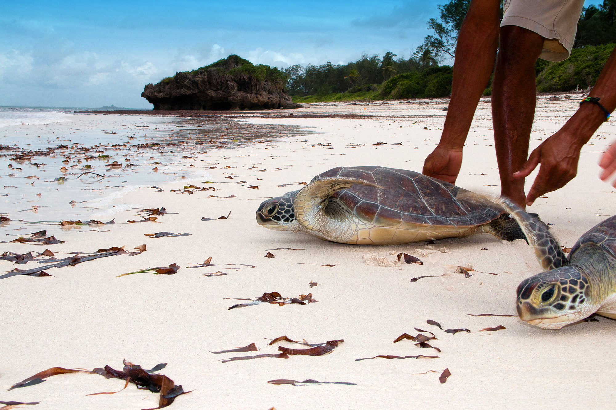 Schildkröten laufen am Strand Richtung Meer. Eine Person steht dahinter und hilft.
