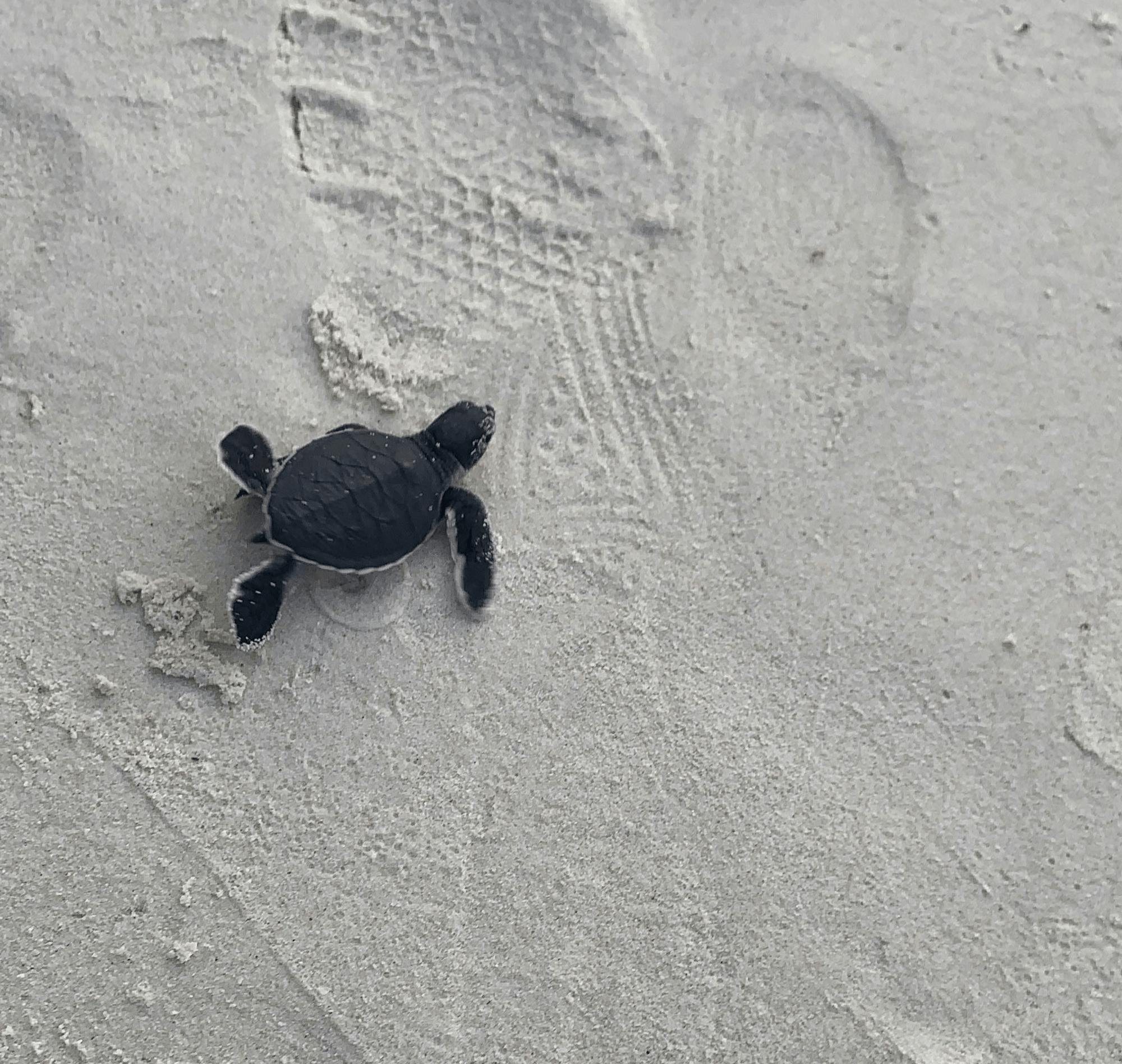 Eine Baby Schildkröte im Sand