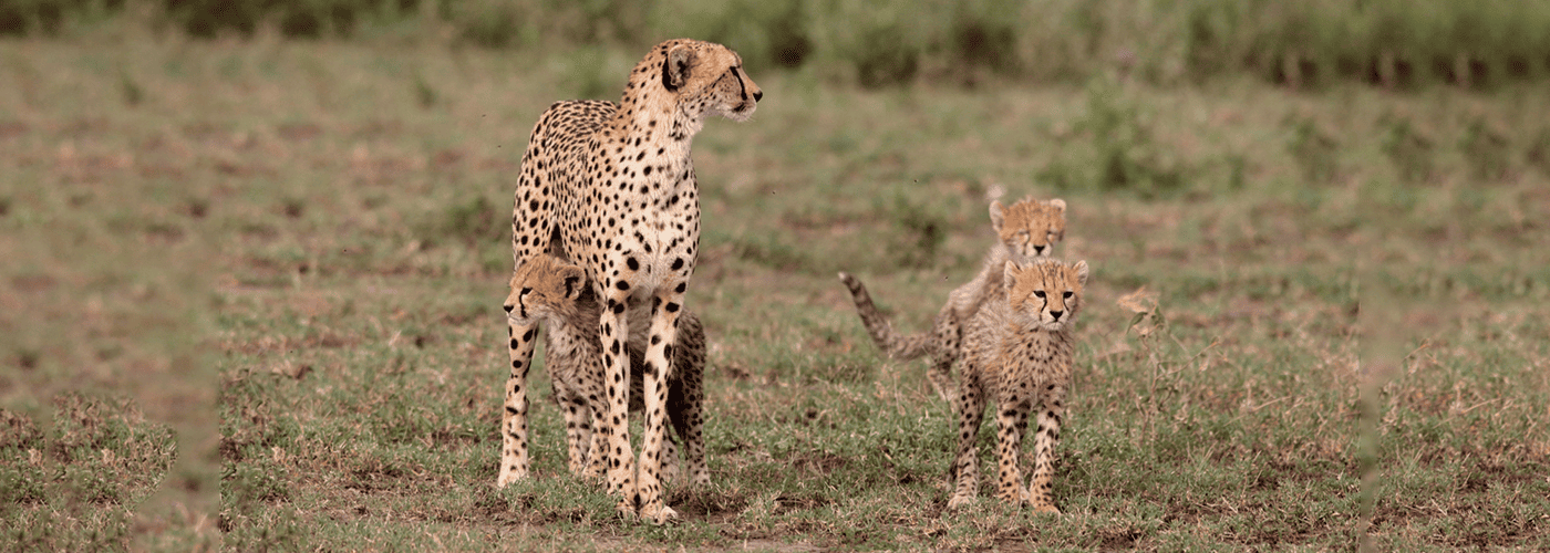 Leopard mit zwei Leoparden-Jungtieren auf einer Wiese