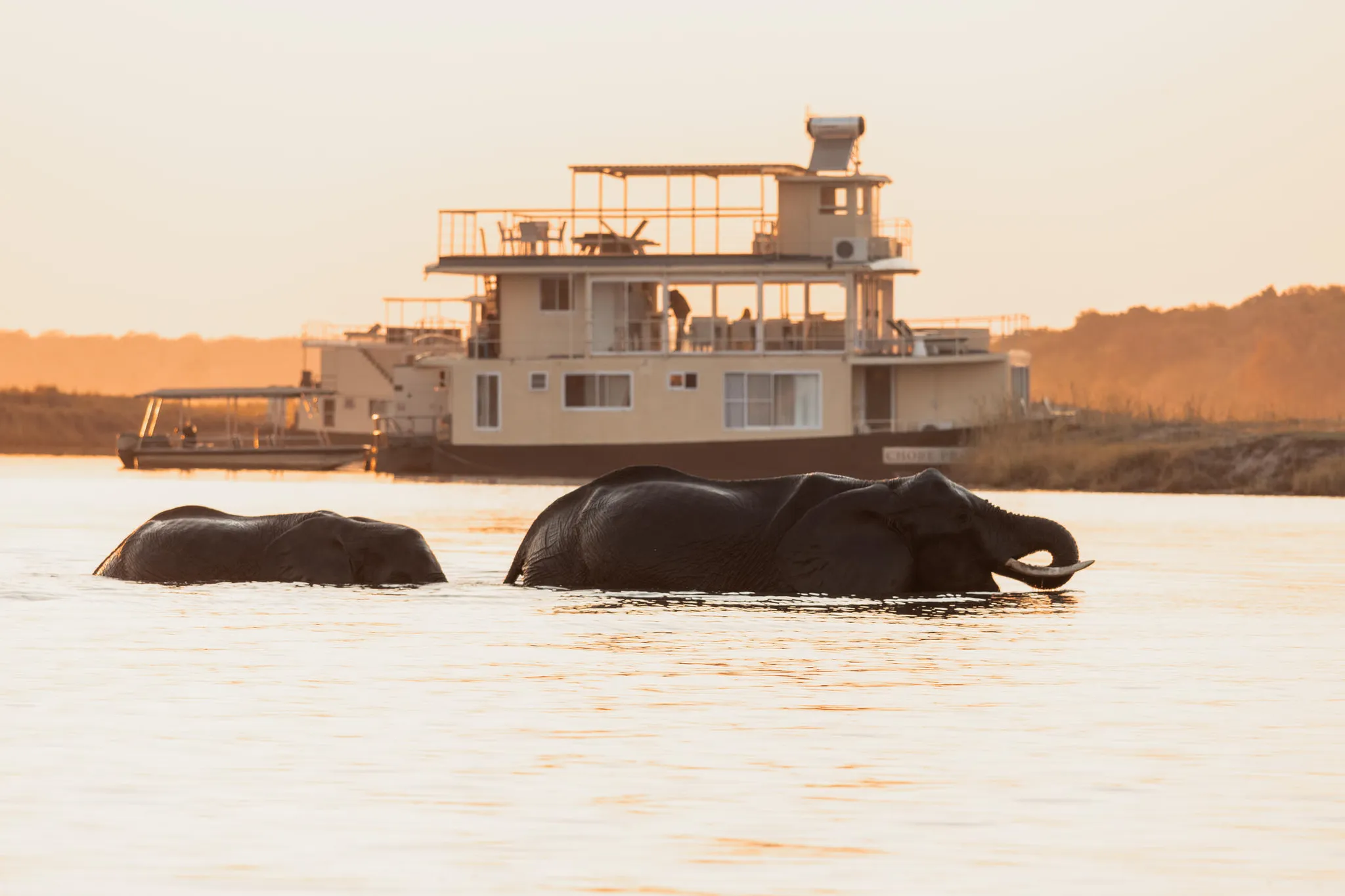Elefanten im Fluss. Das Boot Chobe Princess im Hintergrund.