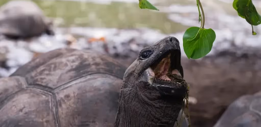 Seychellen Reiseführer 2025/26