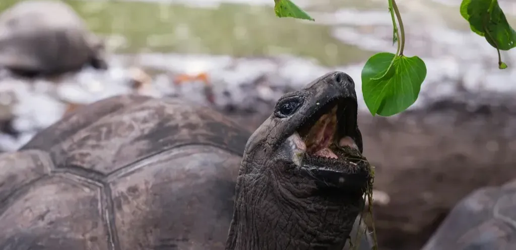 Seychellen Reiseführer 2025/26