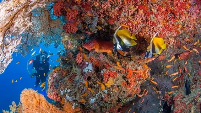 Seychellen Naturschutz – Einzigartige Erlebnisse mit Blue Safari