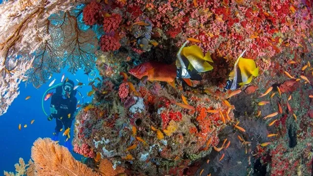 Seychellen Naturschutz – Einzigartige Erlebnisse mit Blue Safari