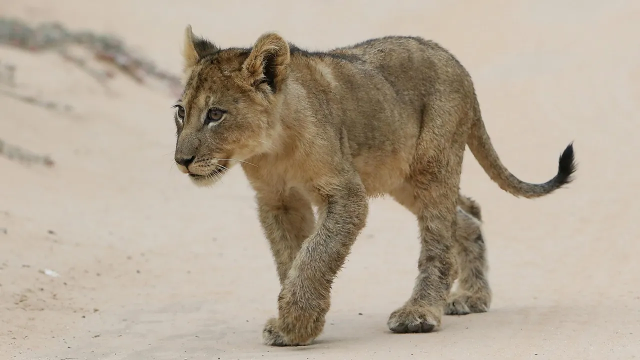 Die beste Reisezeit Afrika: Wann Sie Ihre Traumreise planen sollten
