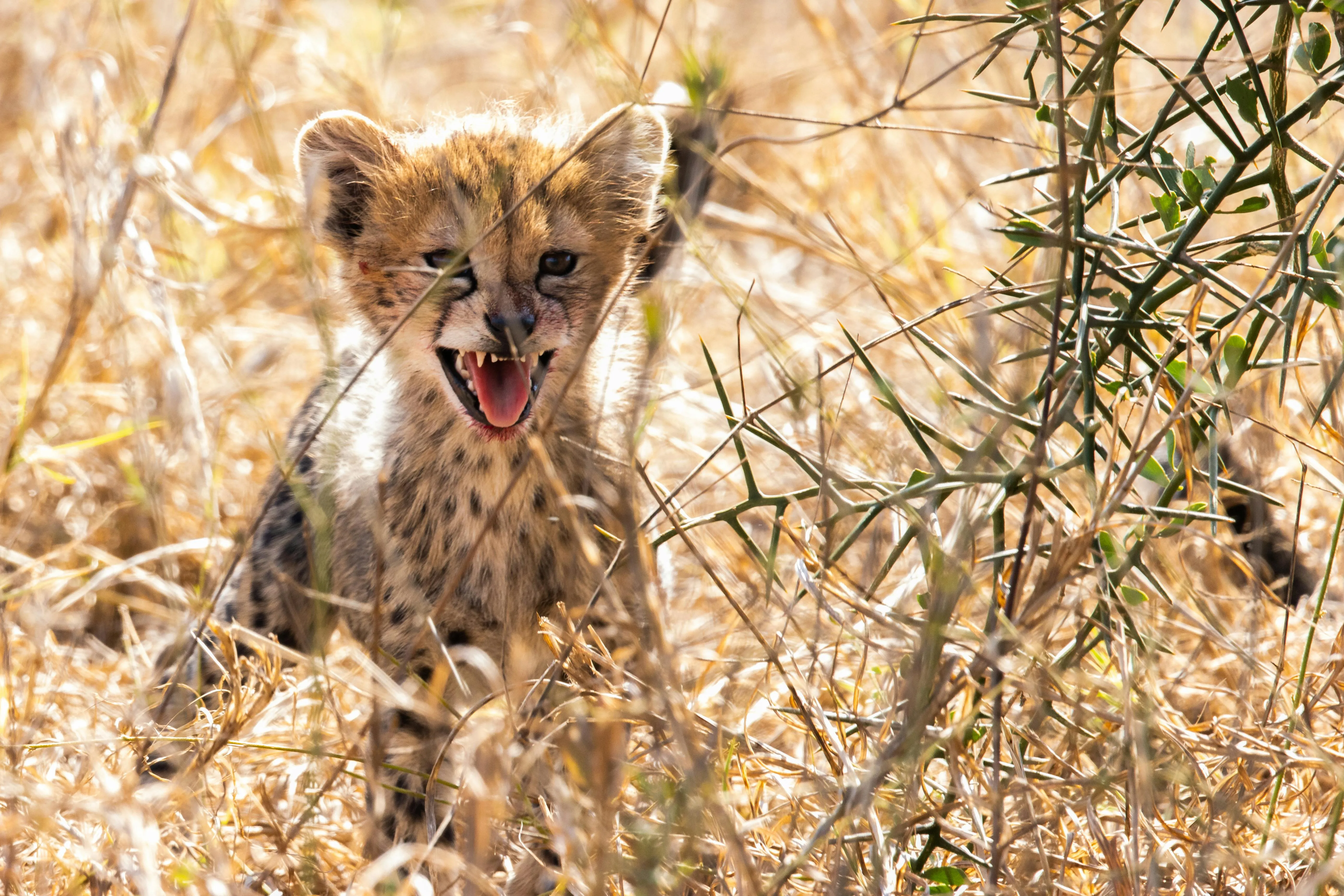 Junger Löwe im hohen Gras