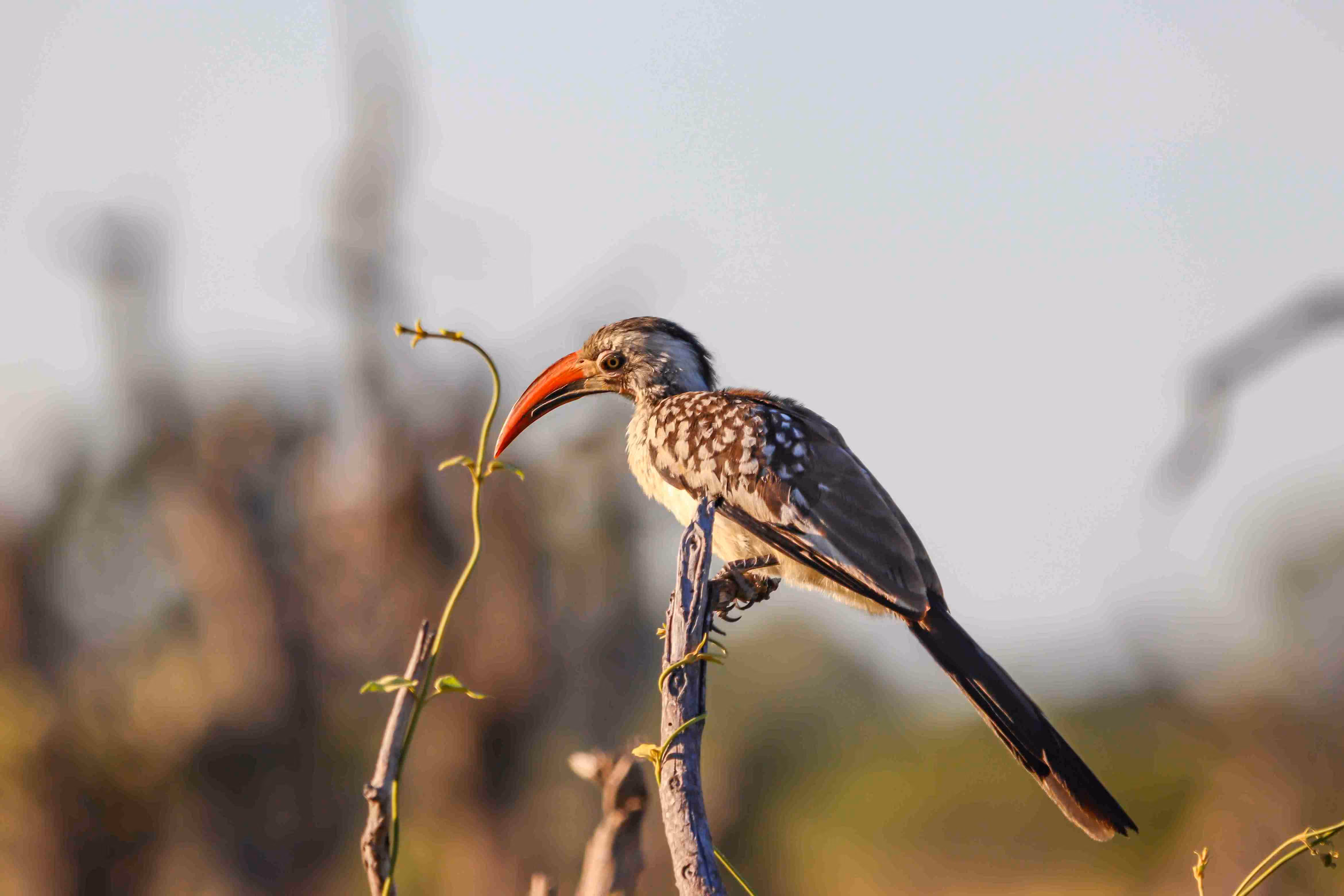 Botswana Reiseblog: Ein unvergessliches Abenteuer im Herzen Afrikas