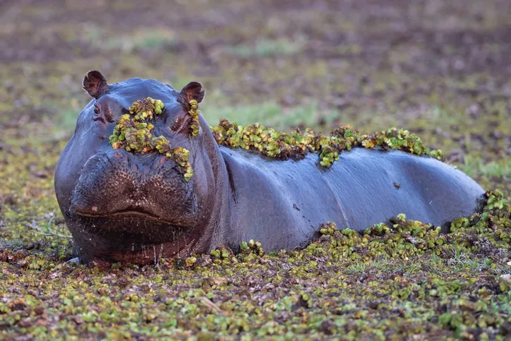 Die schönste Botswana Reise aller Zeiten: Abenteuer in Afrika