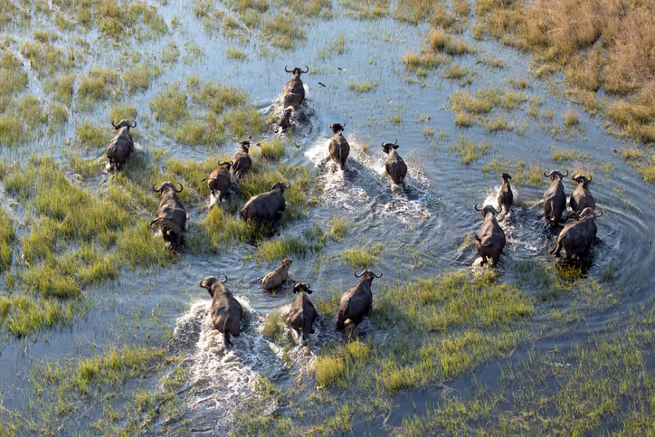 Elefantenherde im Okavango Delta